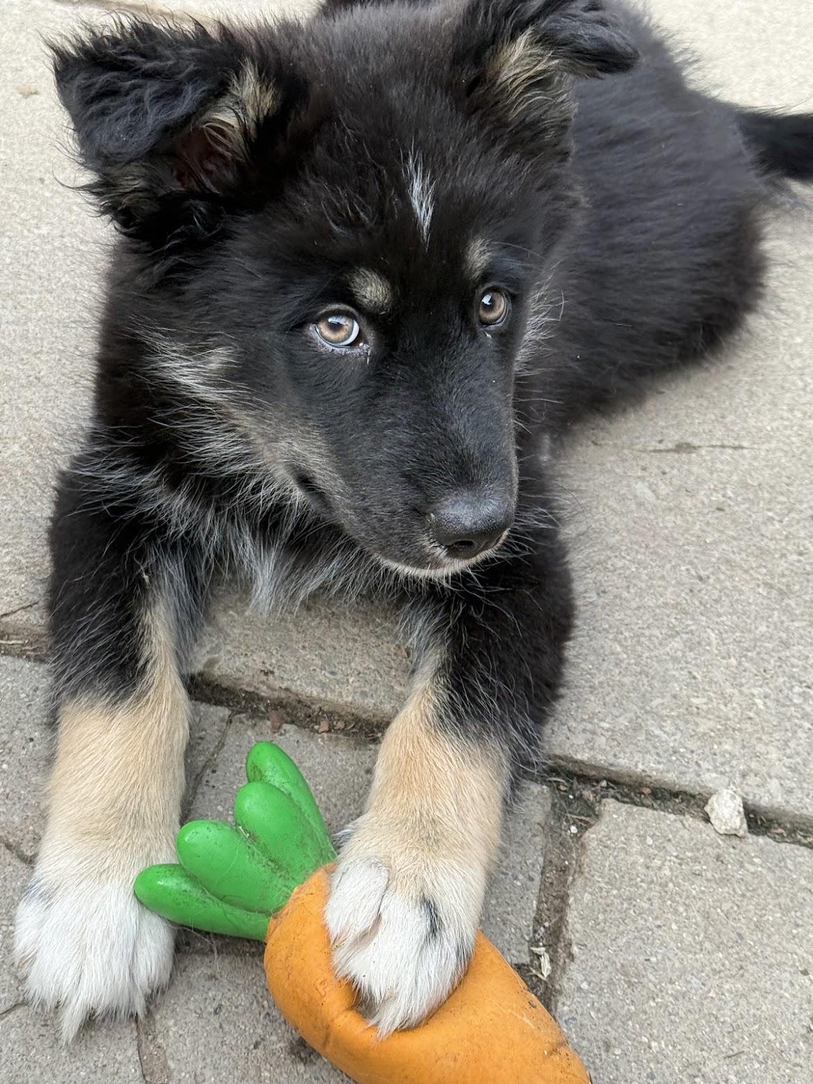 Bruce, Adoptable, Puppy Male Husky & Shepherd.