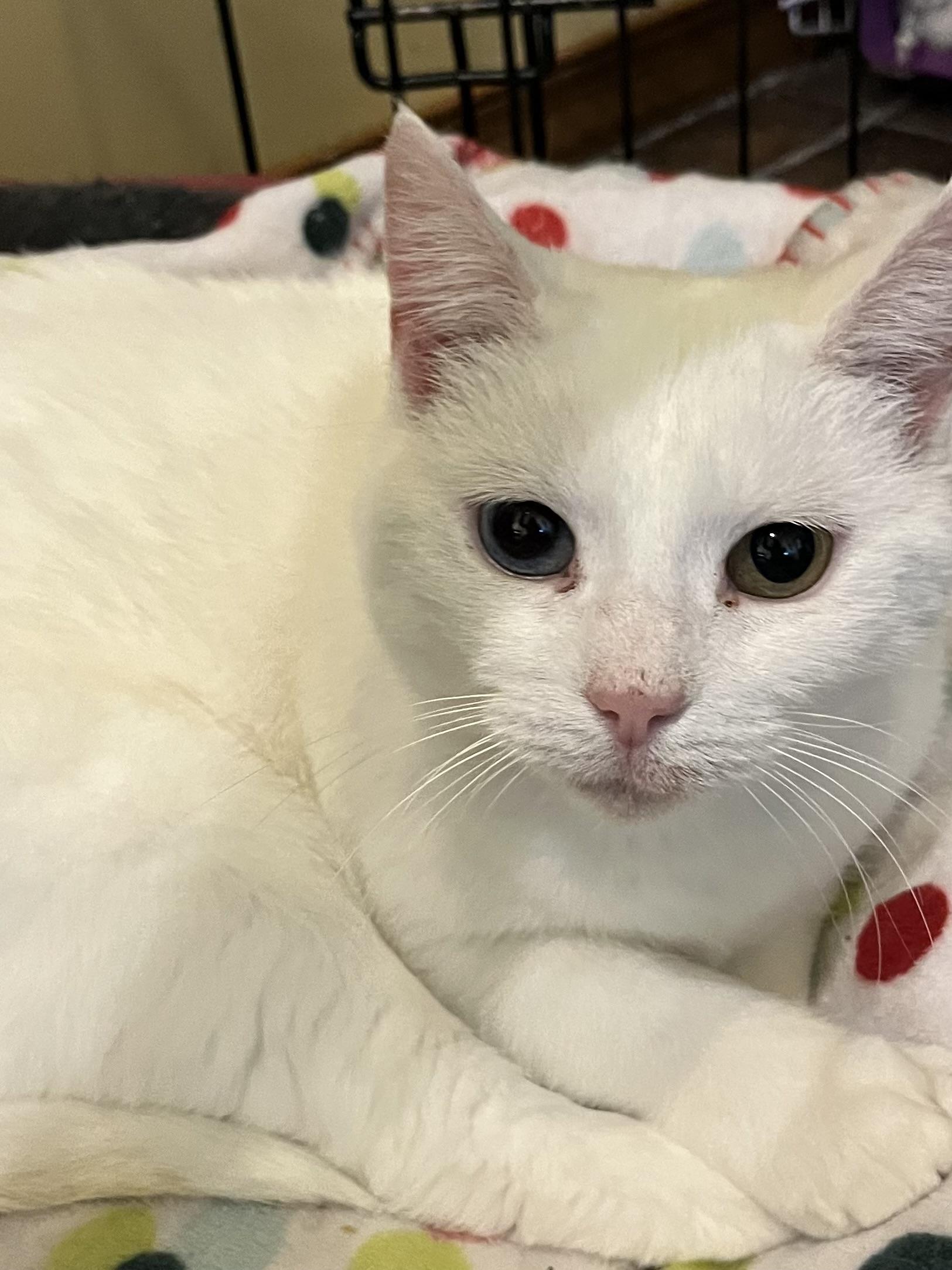 Enlarge Duchess, a Adopted Domestic Short Hair in Lewistown, PA image 2/3