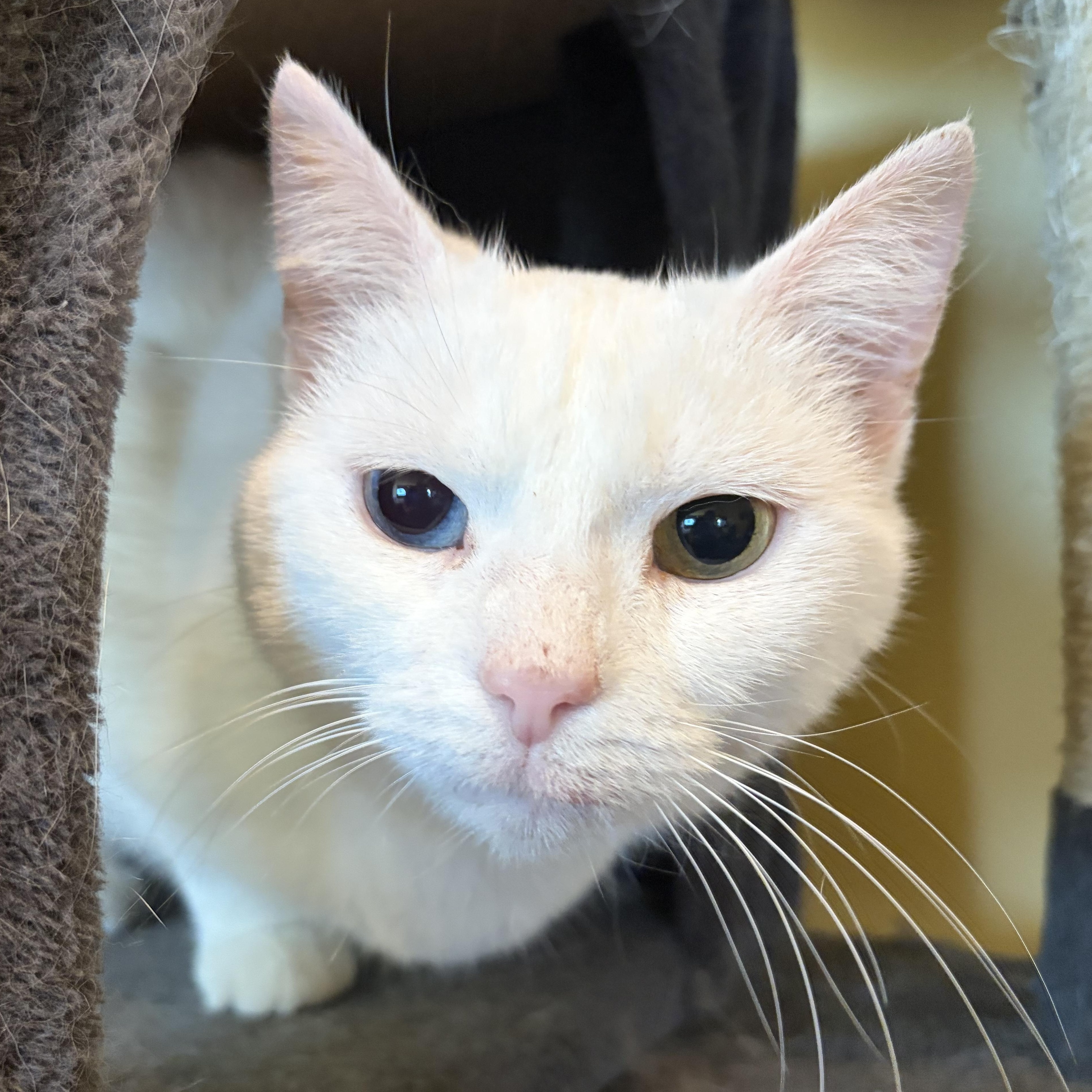 Duchess, Adopted, Adult Female Domestic Short Hair.