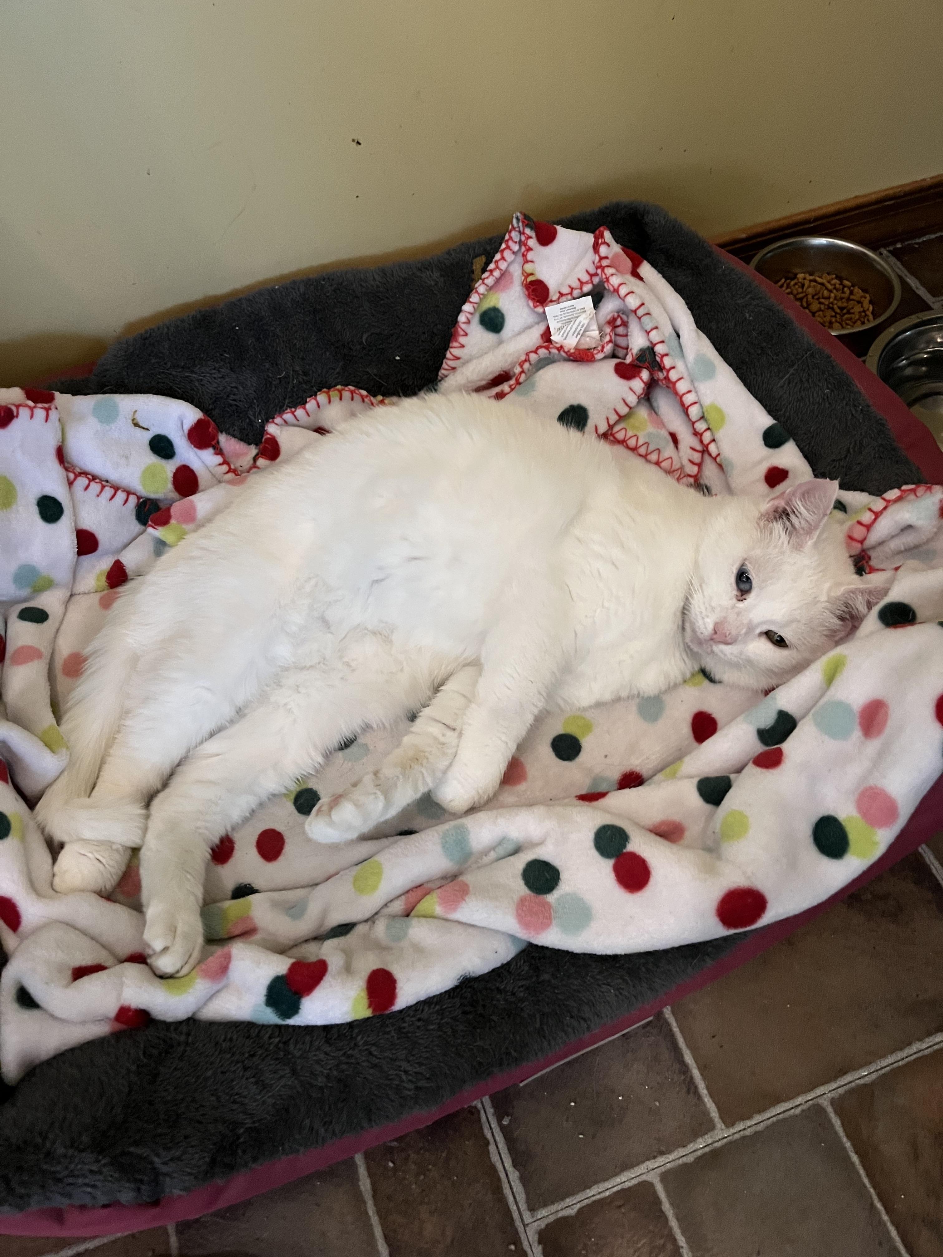 Enlarge Duchess, a Adopted Domestic Short Hair in Lewistown, PA image 3/3