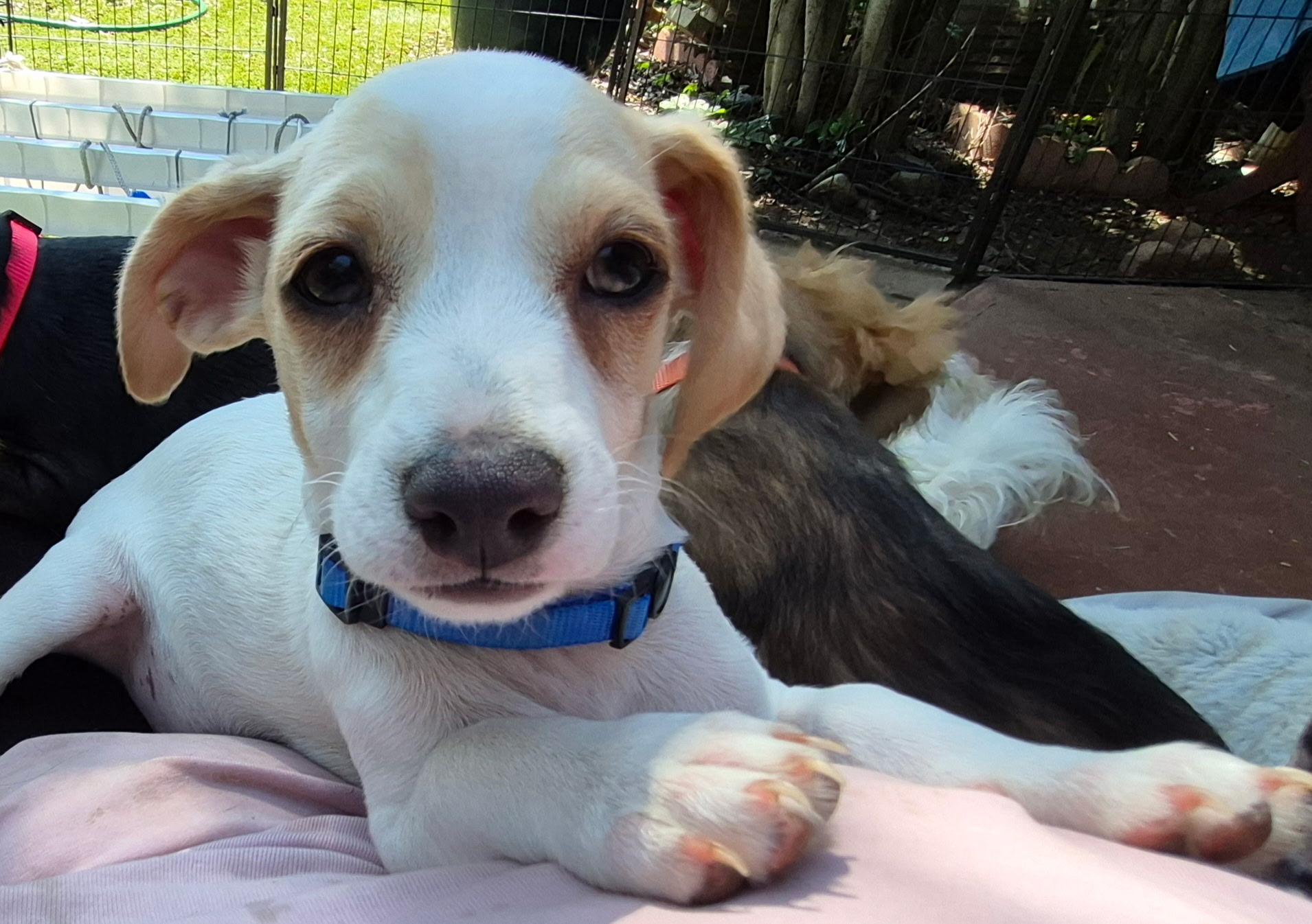 Hermes, ADOPTABLE, Puppy Male Papillon.