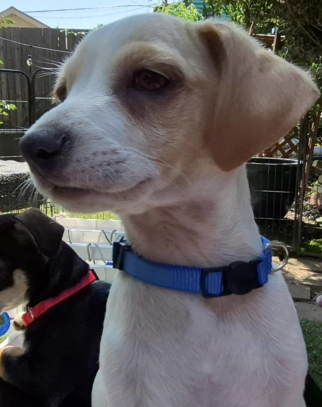 Hermes, a ADOPTABLE mixed breed in Long Beach, CA image 3/6