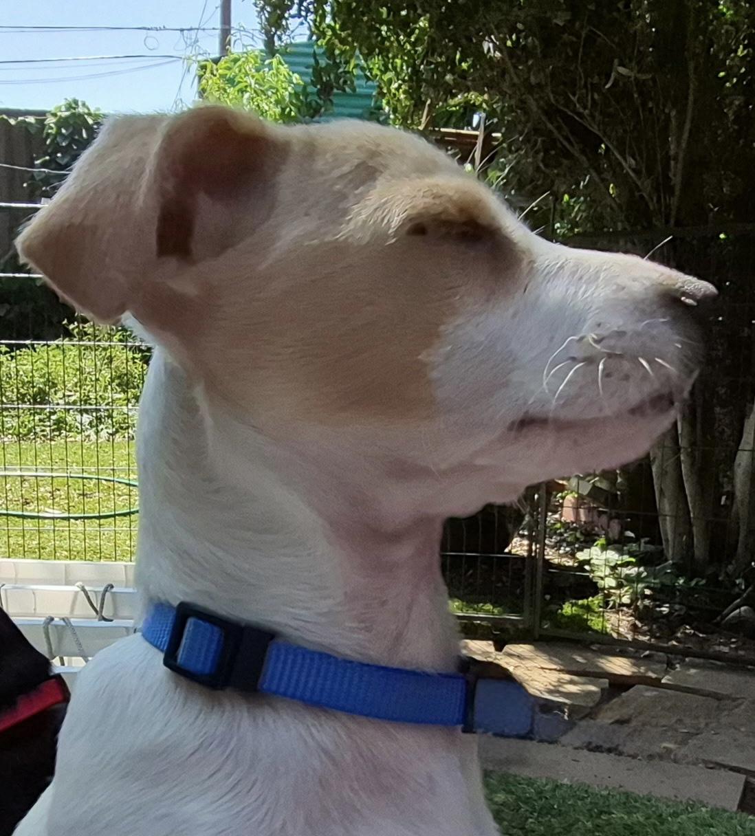 Hermes, a ADOPTABLE mixed breed in Long Beach, CA image 5/6