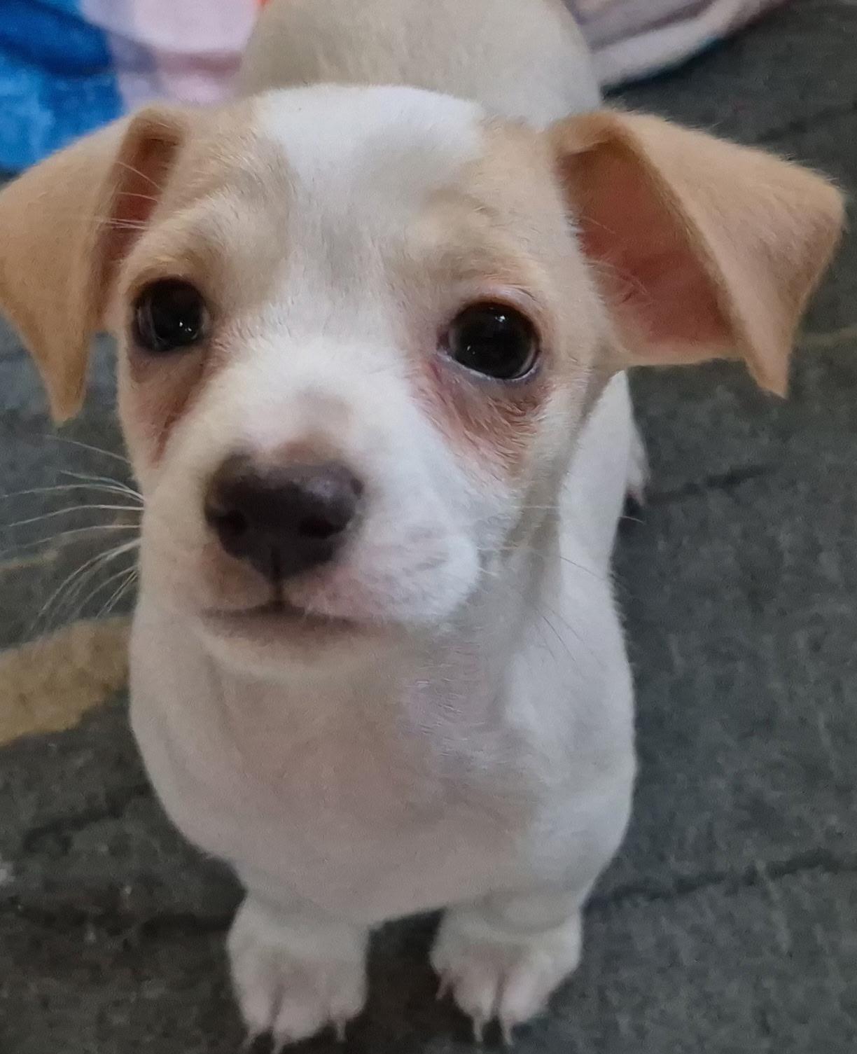 Hermes, a ADOPTABLE mixed breed in Long Beach, CA image 6/6