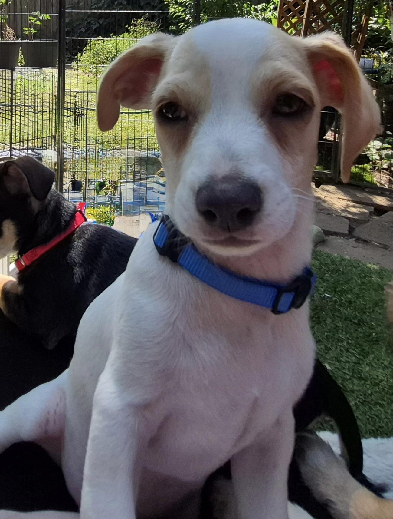 Hermes, a ADOPTABLE mixed breed in Long Beach, CA image 2/6