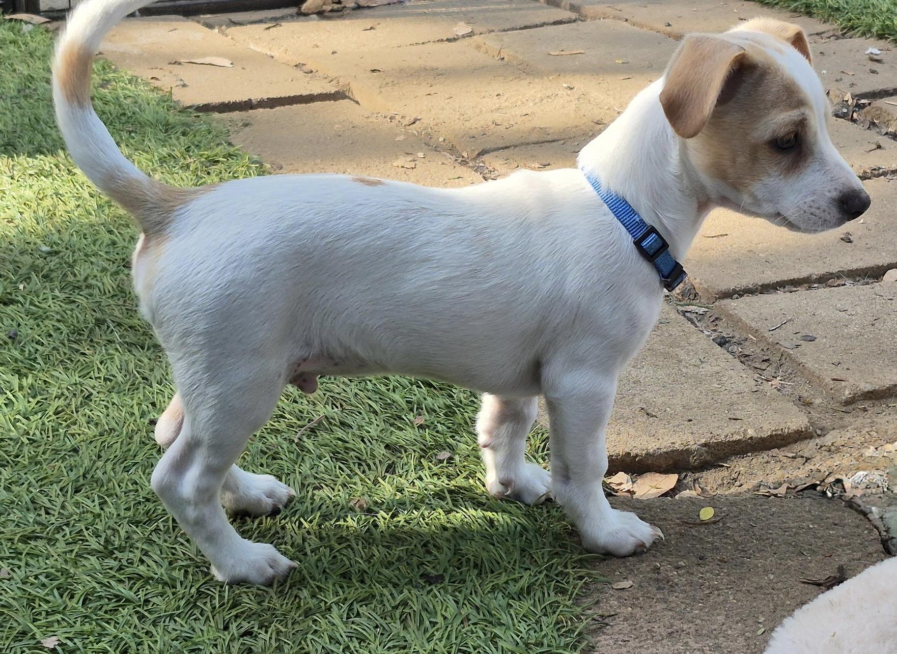 Hermes, a ADOPTABLE mixed breed in Long Beach, CA image 4/6