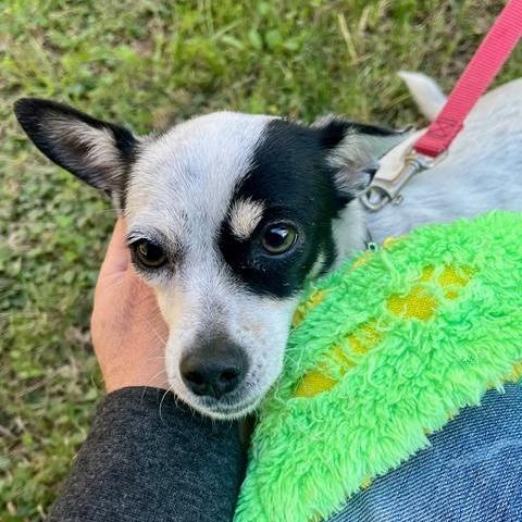 SWEET POTATO , adoptable, Young Female Chihuahua & Dachshund.