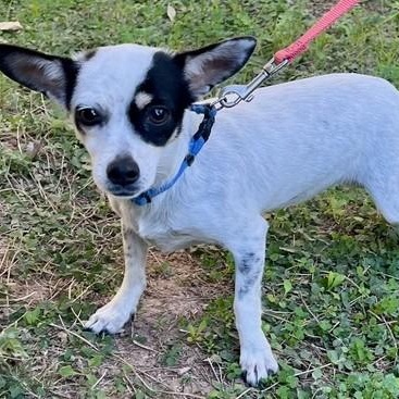Enlarge SWEET POTATO , an adoptable mixed breed in Marana, AZ image 4/4