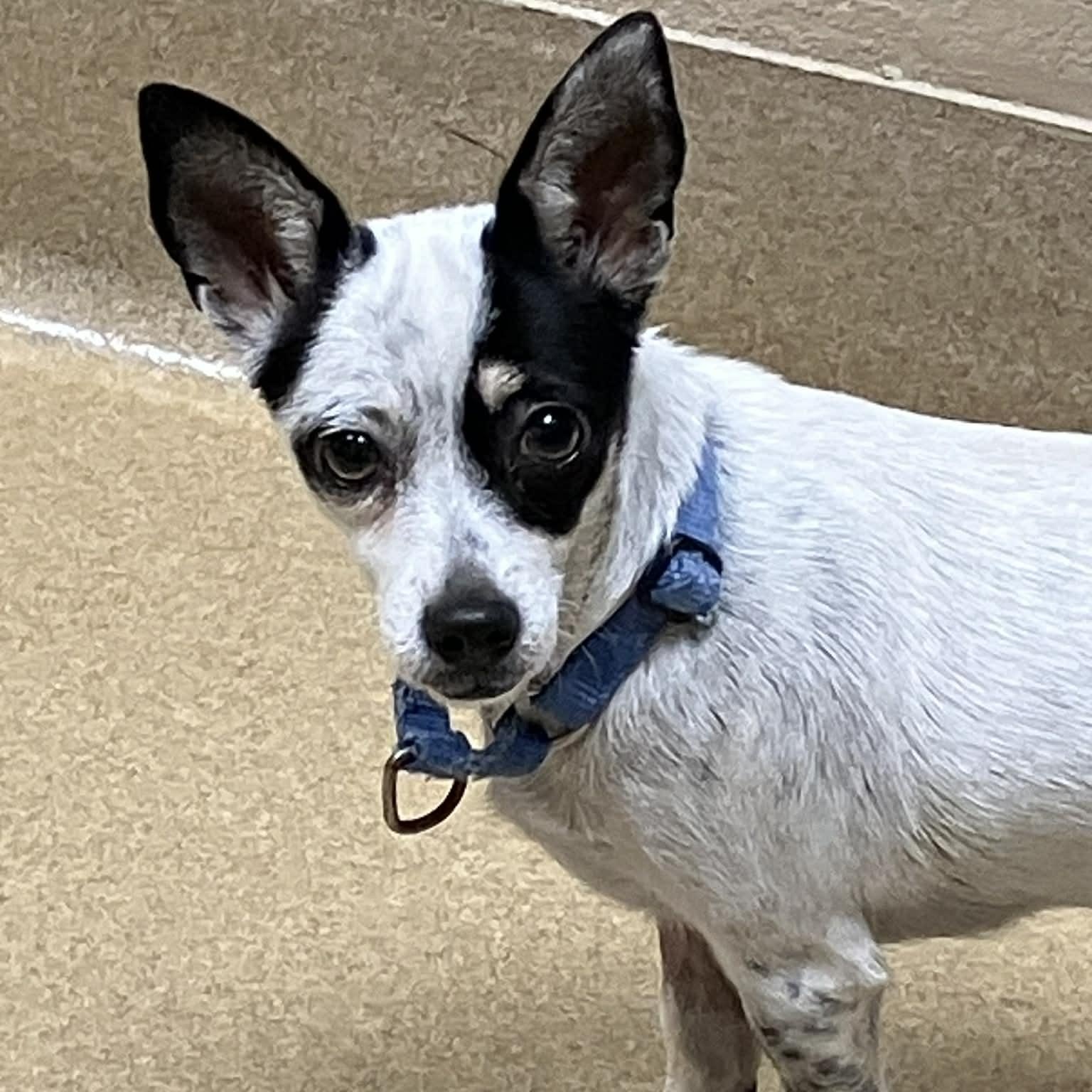 Enlarge SWEET POTATO , an adoptable mixed breed in Marana, AZ image 3/4