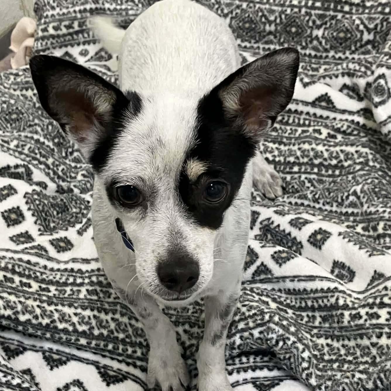 Enlarge SWEET POTATO , an adoptable mixed breed in Marana, AZ image 2/4