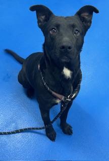 Kiko, ADOPTABLE, Adult Male Labrador Retriever.
