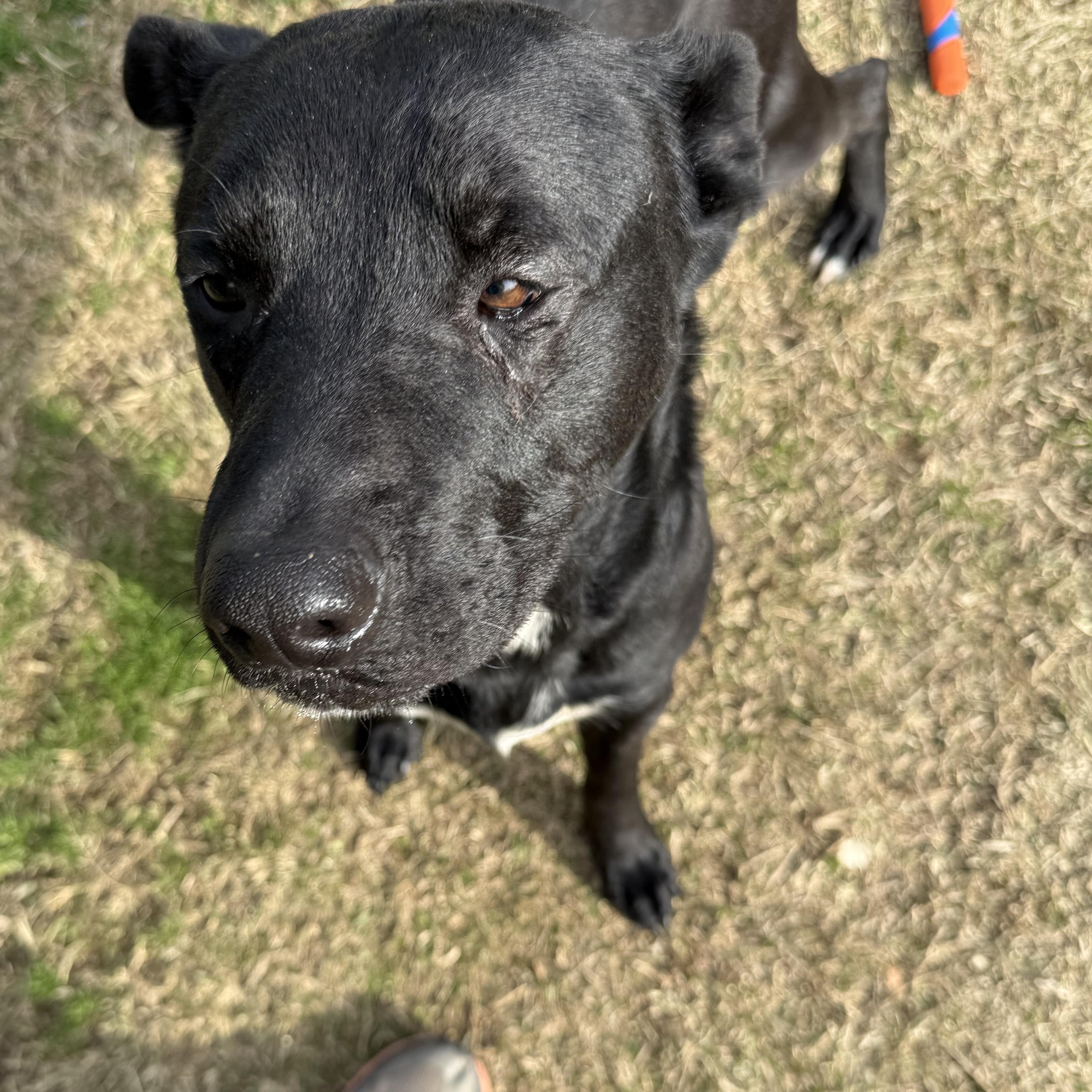 Enlarge Kiko, a ADOPTABLE mixed breed in Lancaster, SC image 3/4