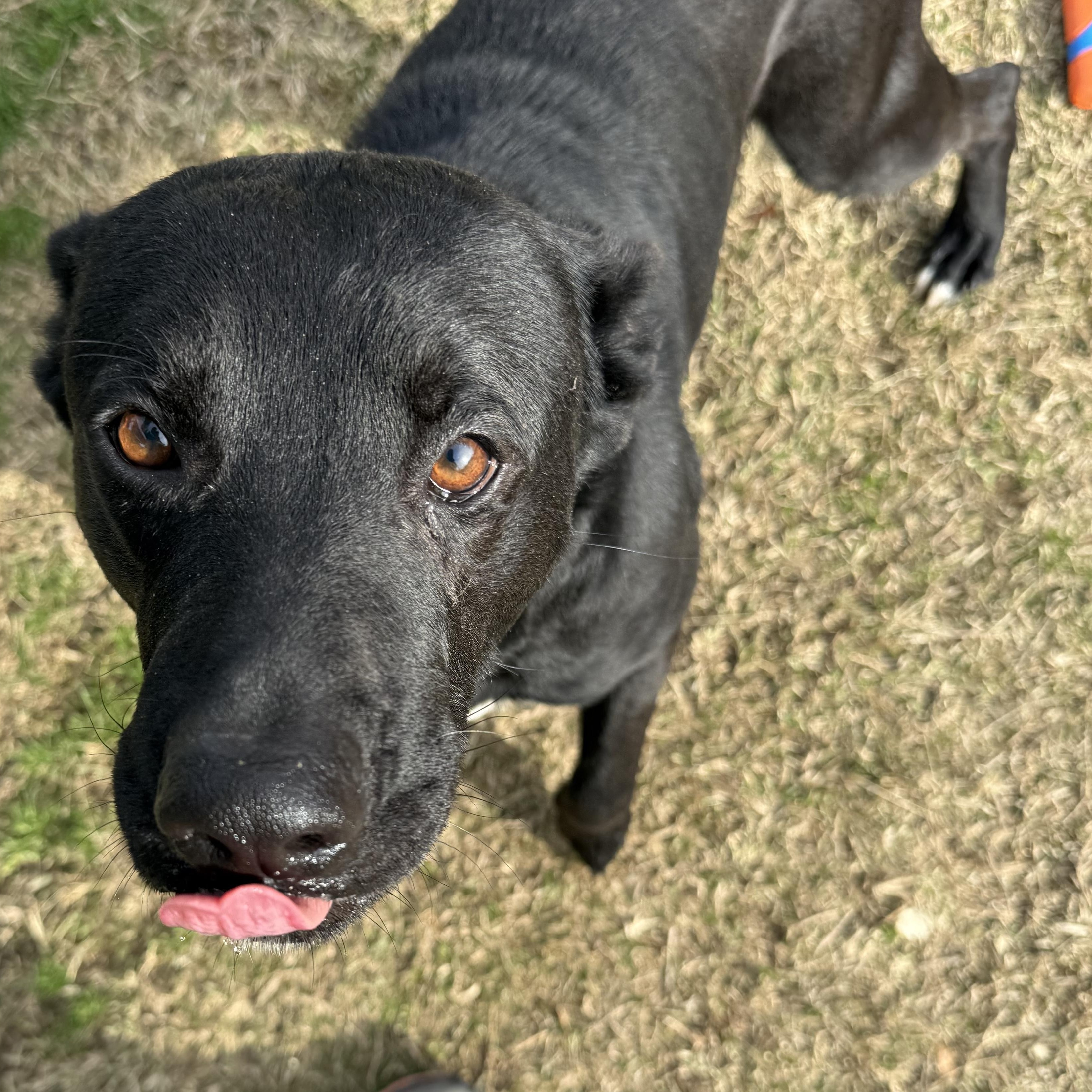 Enlarge Kiko, a ADOPTABLE mixed breed in Lancaster, SC image 2/4