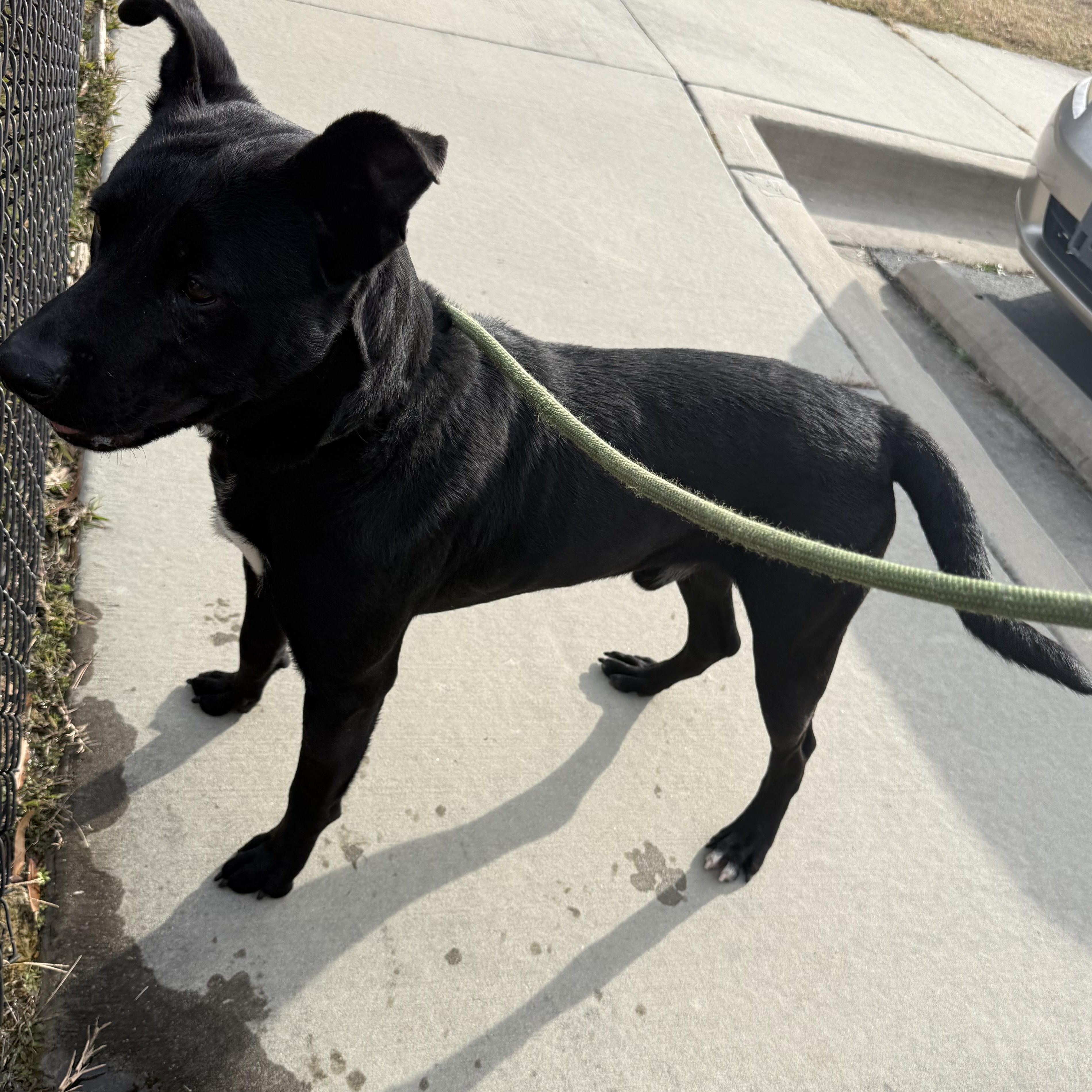 Enlarge Kiko, a ADOPTABLE mixed breed in Lancaster, SC image 4/4