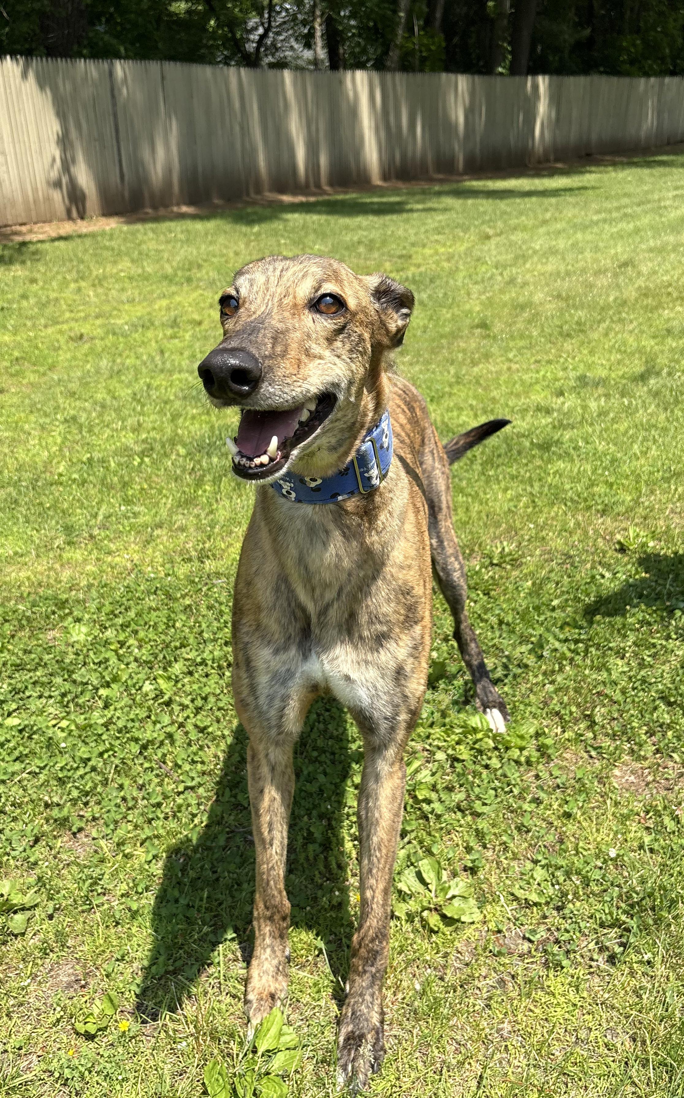 Maverick, Adopted, Adult Male Greyhound.