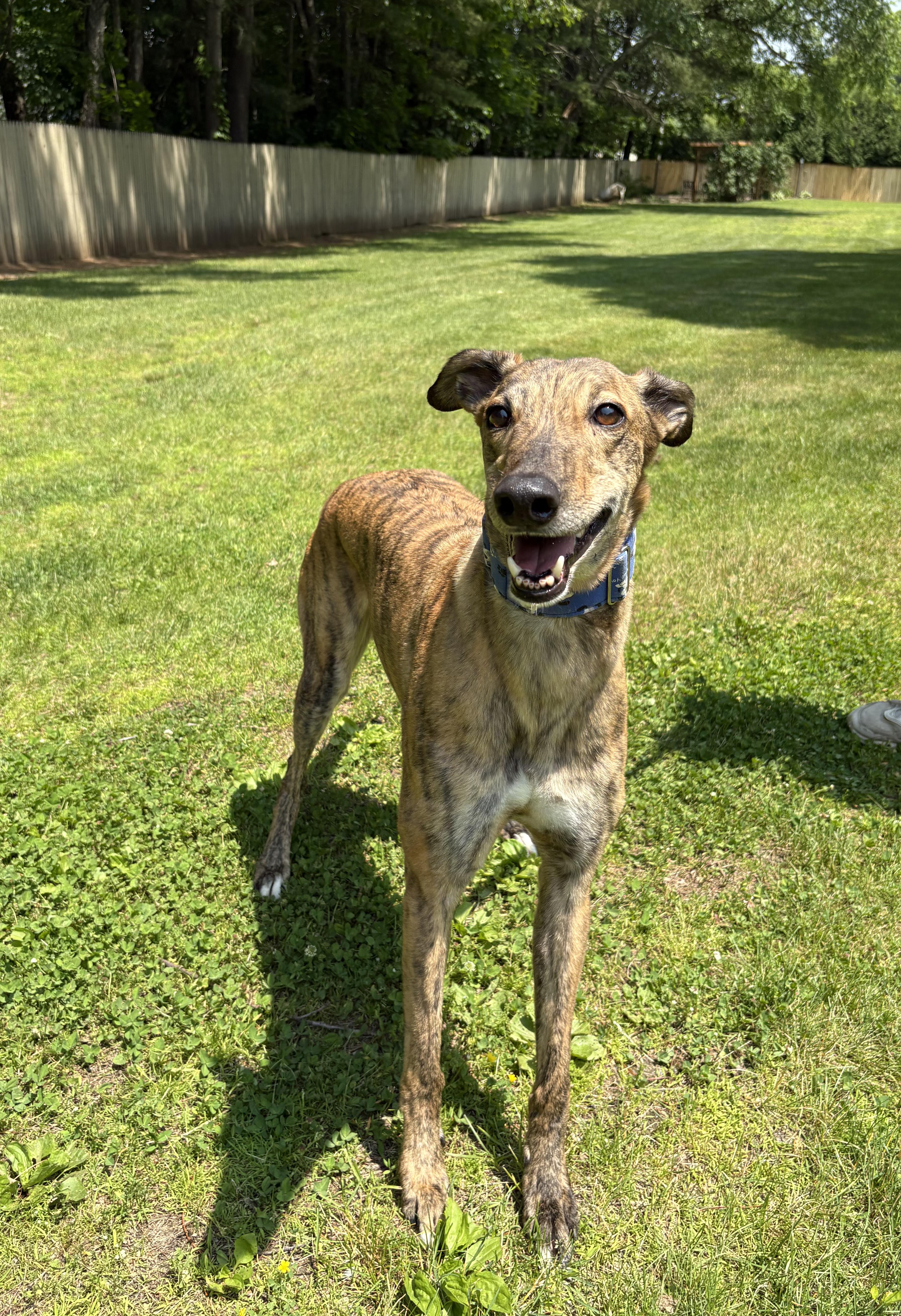 Enlarge Maverick, a Adopted Greyhound in Swanzey, NH image 2/2