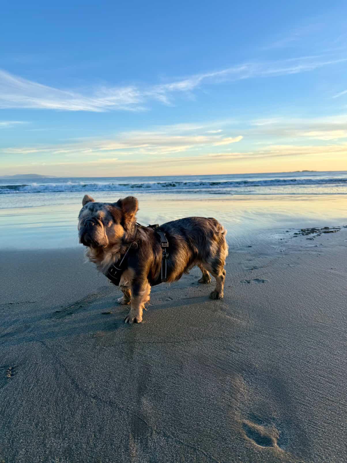 Enlarge Teddy, a ADOPTABLE French Bulldog in Penryn, CA image 2/6