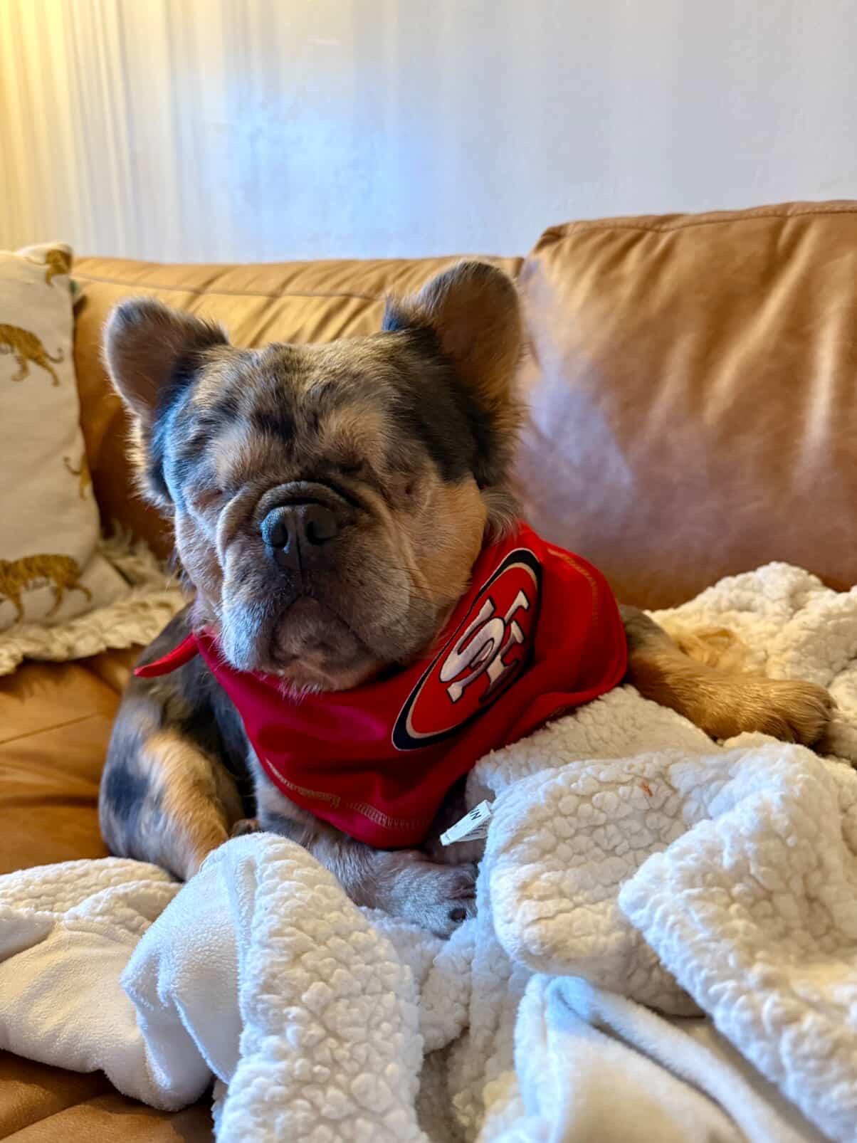 Enlarge Teddy, a ADOPTABLE French Bulldog in Penryn, CA image 5/6