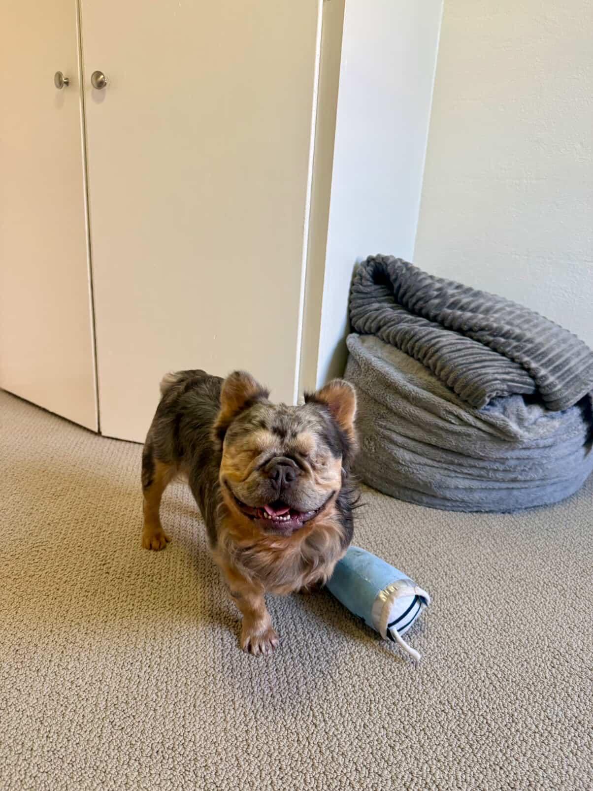 Enlarge Teddy, a ADOPTABLE French Bulldog in Penryn, CA image 3/6