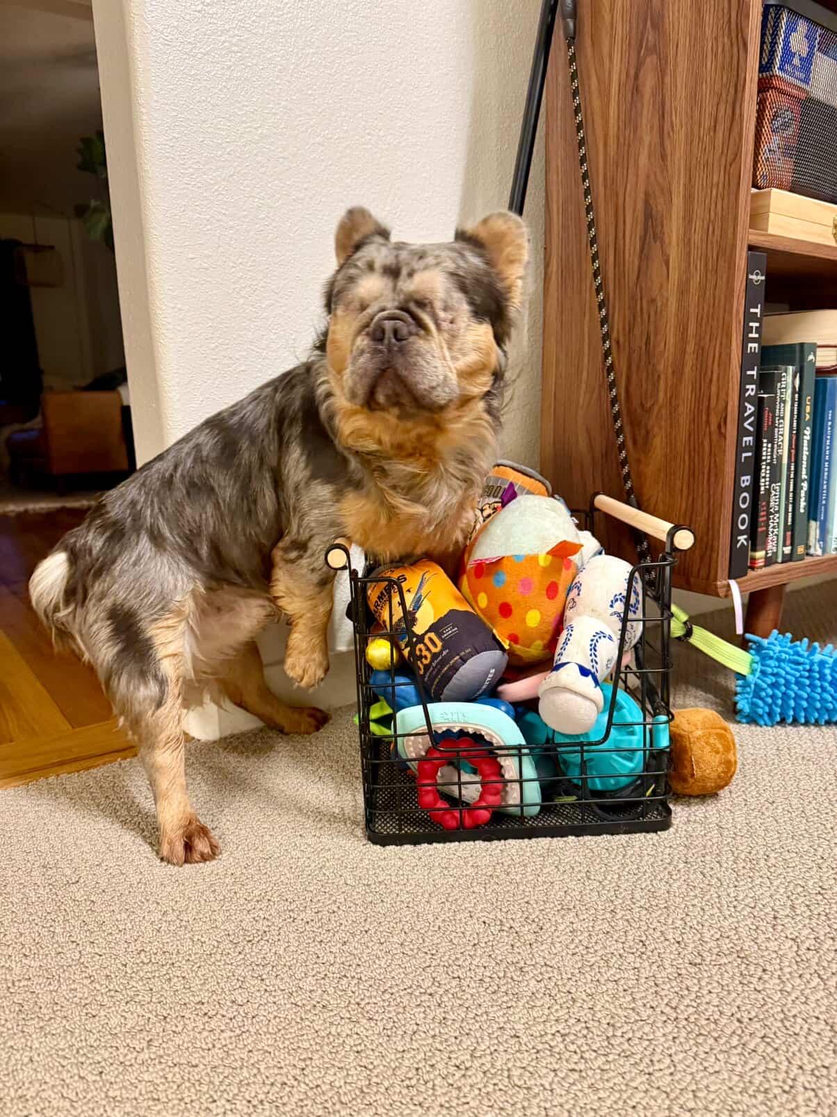 Enlarge Teddy, a ADOPTABLE French Bulldog in Penryn, CA image 1/6