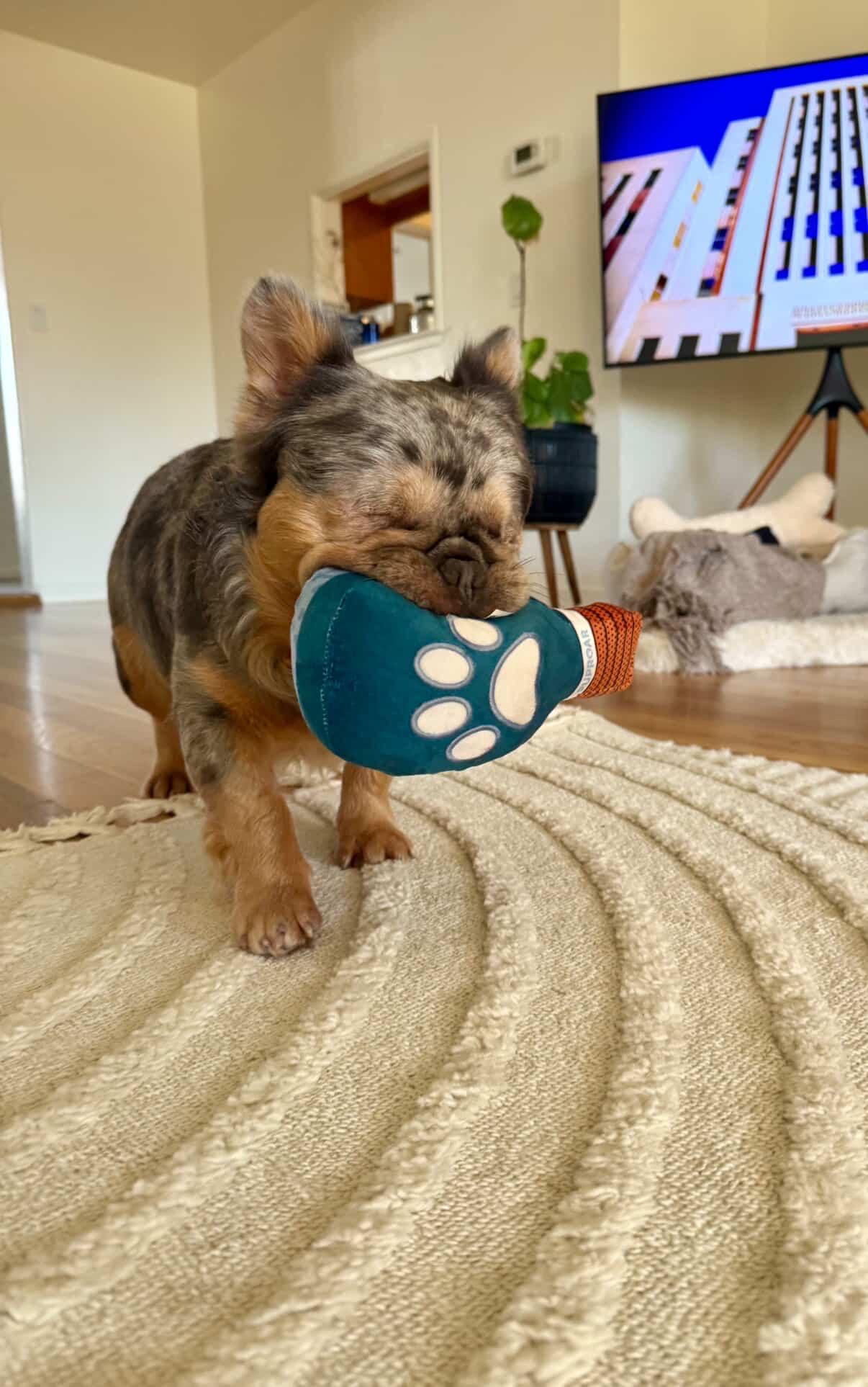 Enlarge Teddy, a ADOPTABLE French Bulldog in Penryn, CA image 6/6