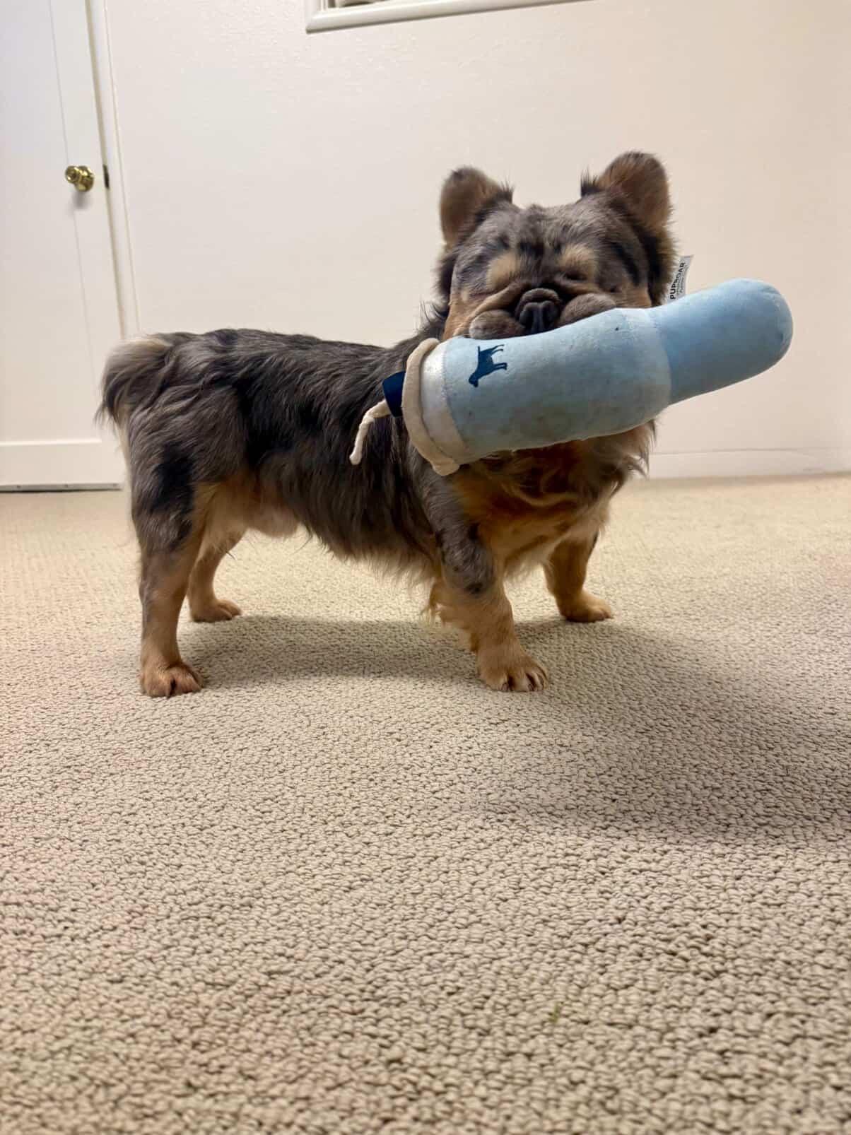 Enlarge Teddy, a ADOPTABLE French Bulldog in Penryn, CA image 4/6