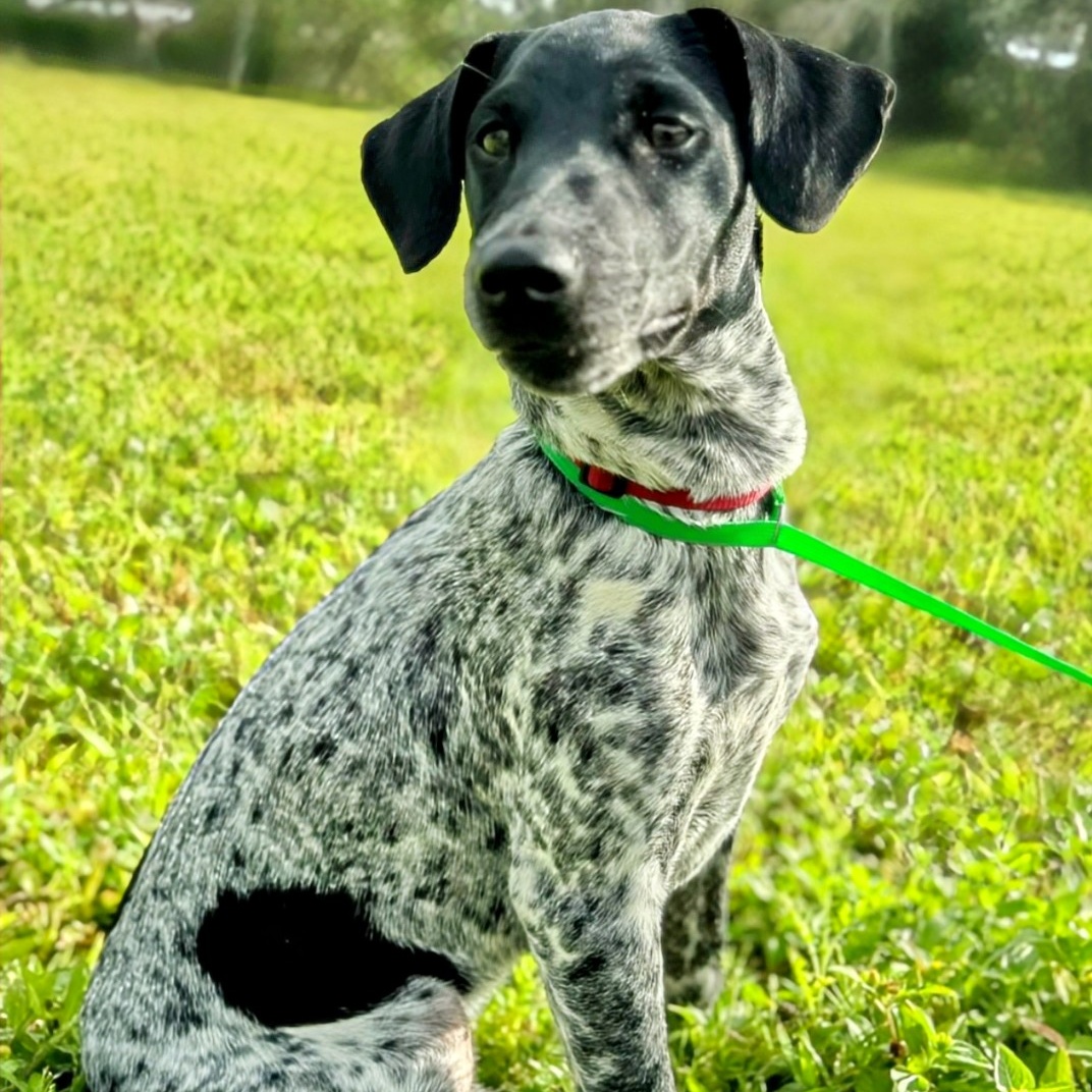Dog for adoption Jenny, a Pointer & Terrier Mix in Erie, PA Petfinder