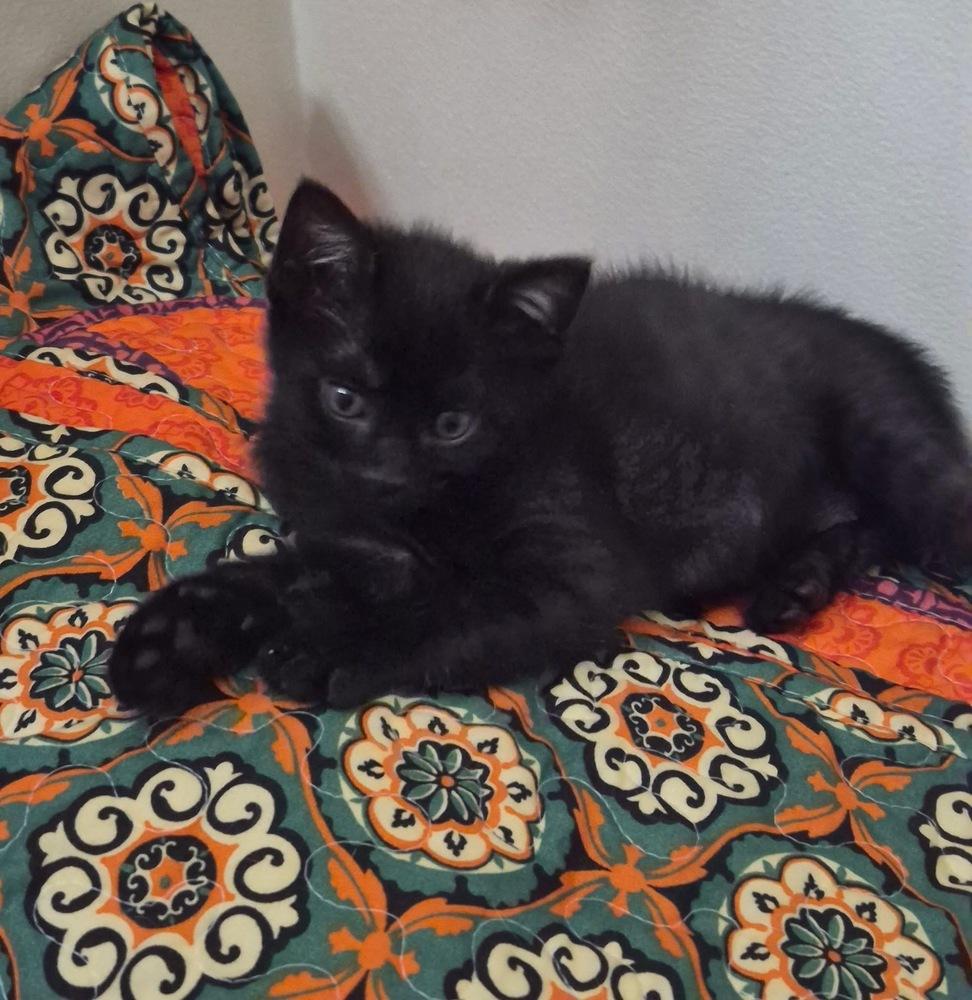 Booker, Adoptable, Kitten Male Domestic Short Hair.