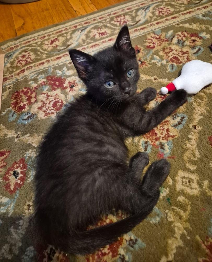 Booker, a Adoptable Domestic Short Hair in Fremont, NE image 2/2