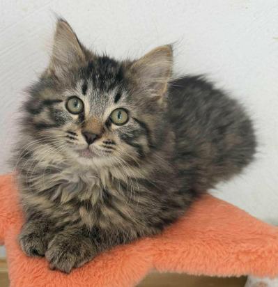 jon, ADOPTABLE, Kitten Male Domestic Long Hair.