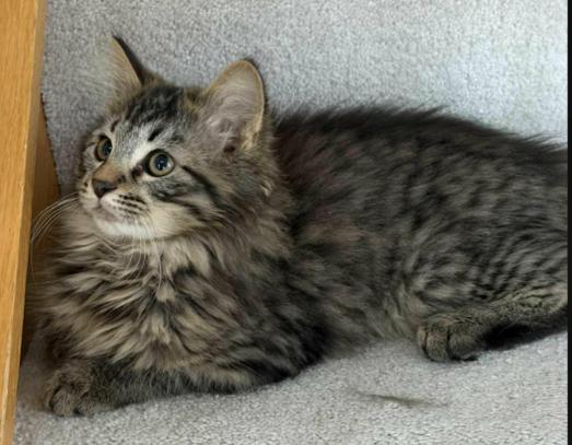 Enlarge jon, a ADOPTABLE Domestic Long Hair in Battle Creek, MI image 3/3