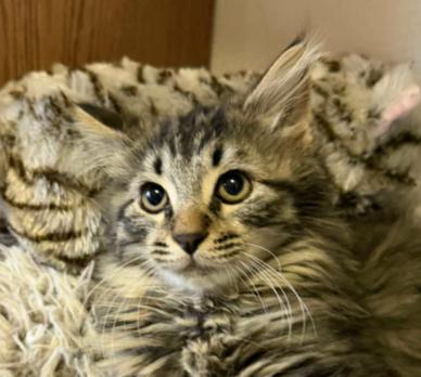 Enlarge jon, a ADOPTABLE Domestic Long Hair in Battle Creek, MI image 2/3
