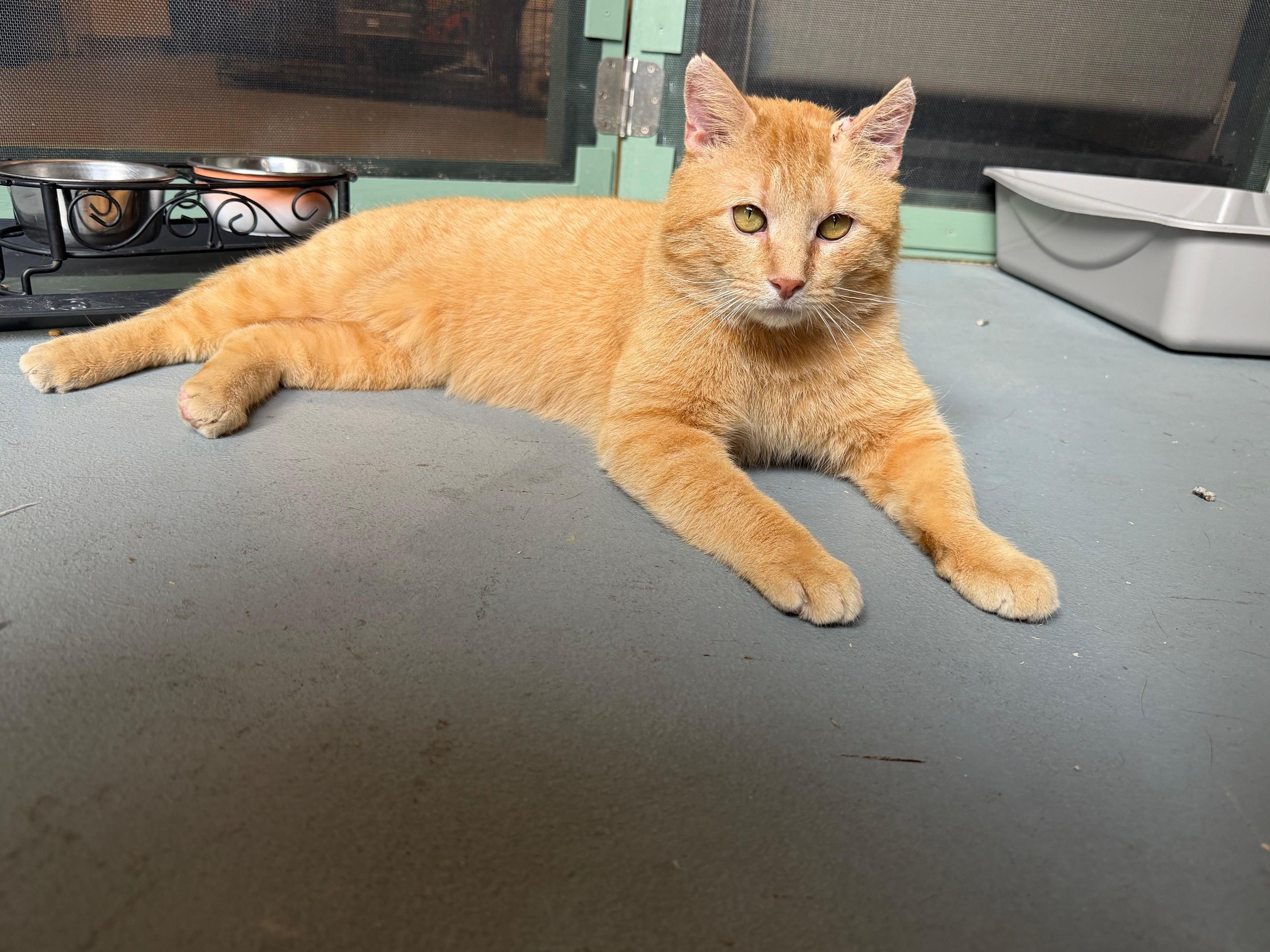 Patrick, a ADOPTABLE Domestic Short Hair in Oberlin, OH image 2/6