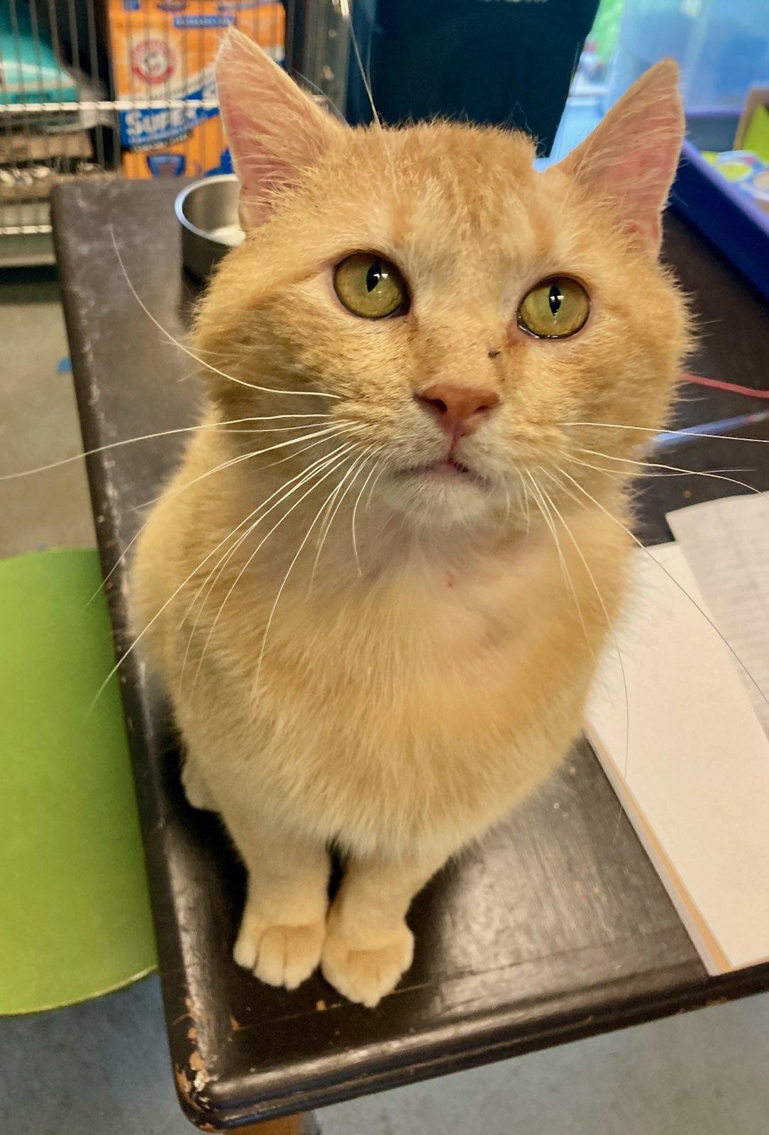 Patrick, a ADOPTABLE Domestic Short Hair in Oberlin, OH image 4/6