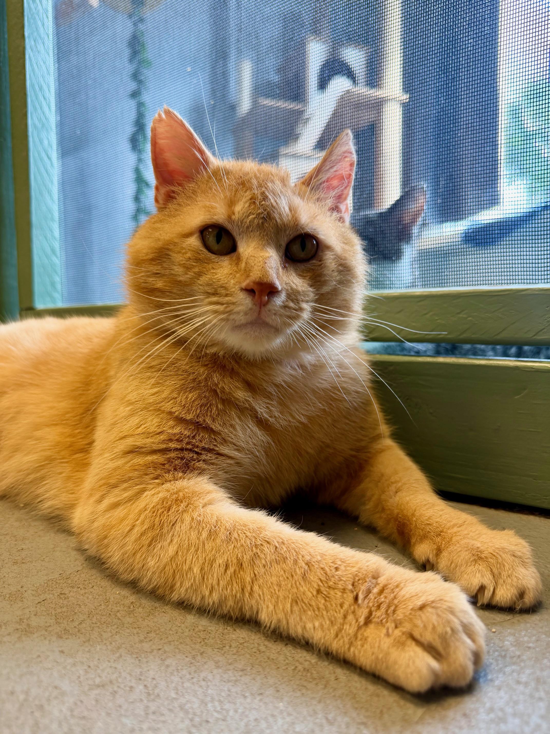 Patrick, ADOPTABLE, Adult Male Domestic Short Hair.