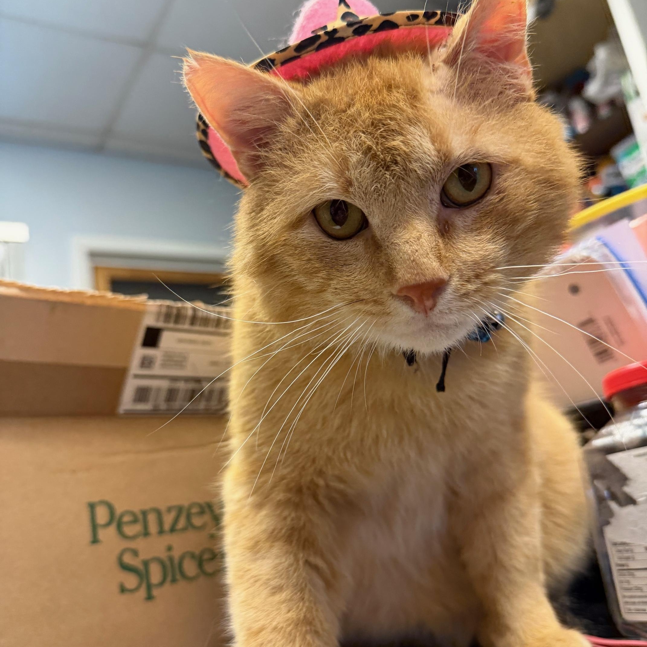 Patrick, a ADOPTABLE Domestic Short Hair in Oberlin, OH image 6/6