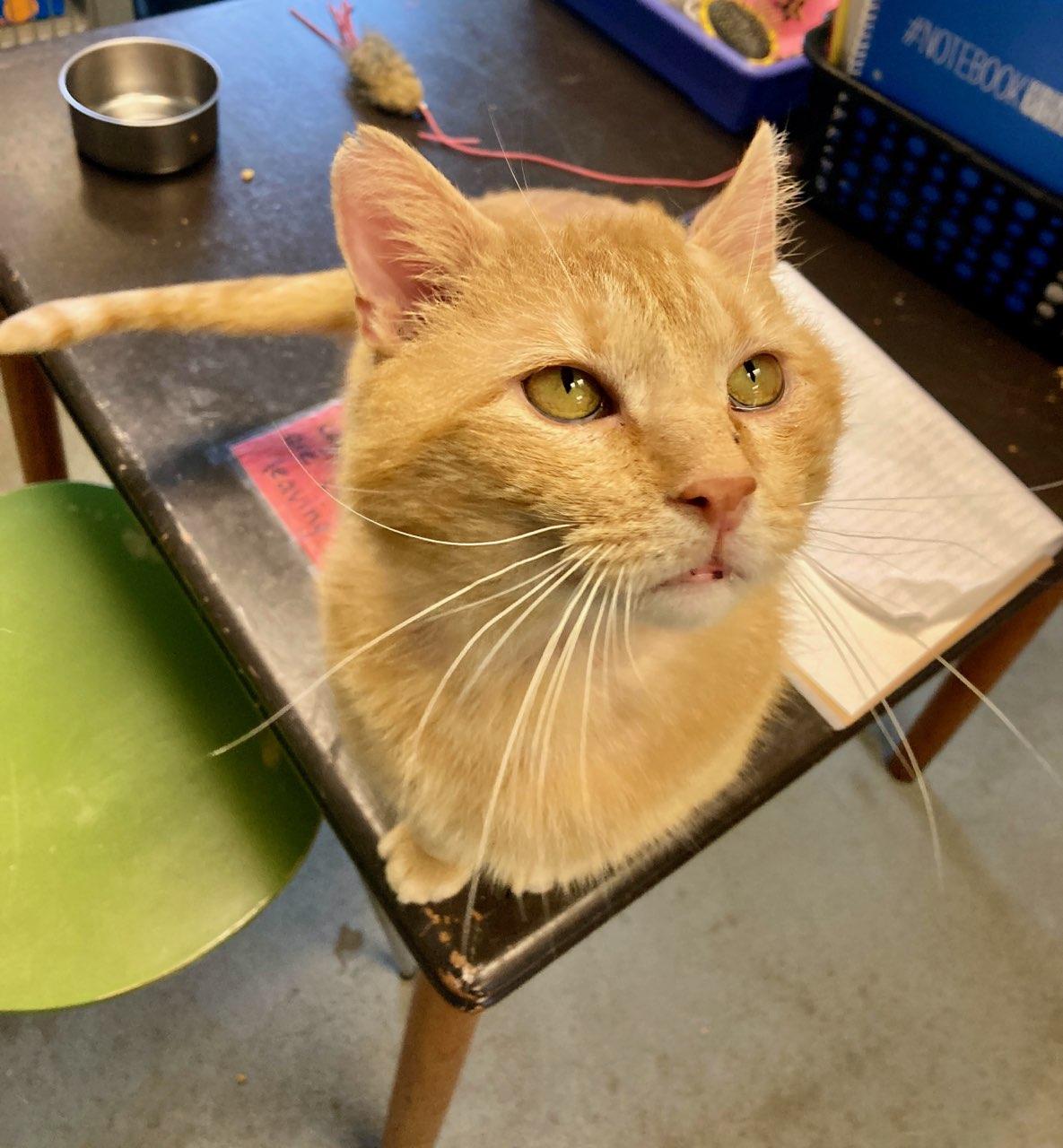Patrick, a ADOPTABLE Domestic Short Hair in Oberlin, OH image 3/6