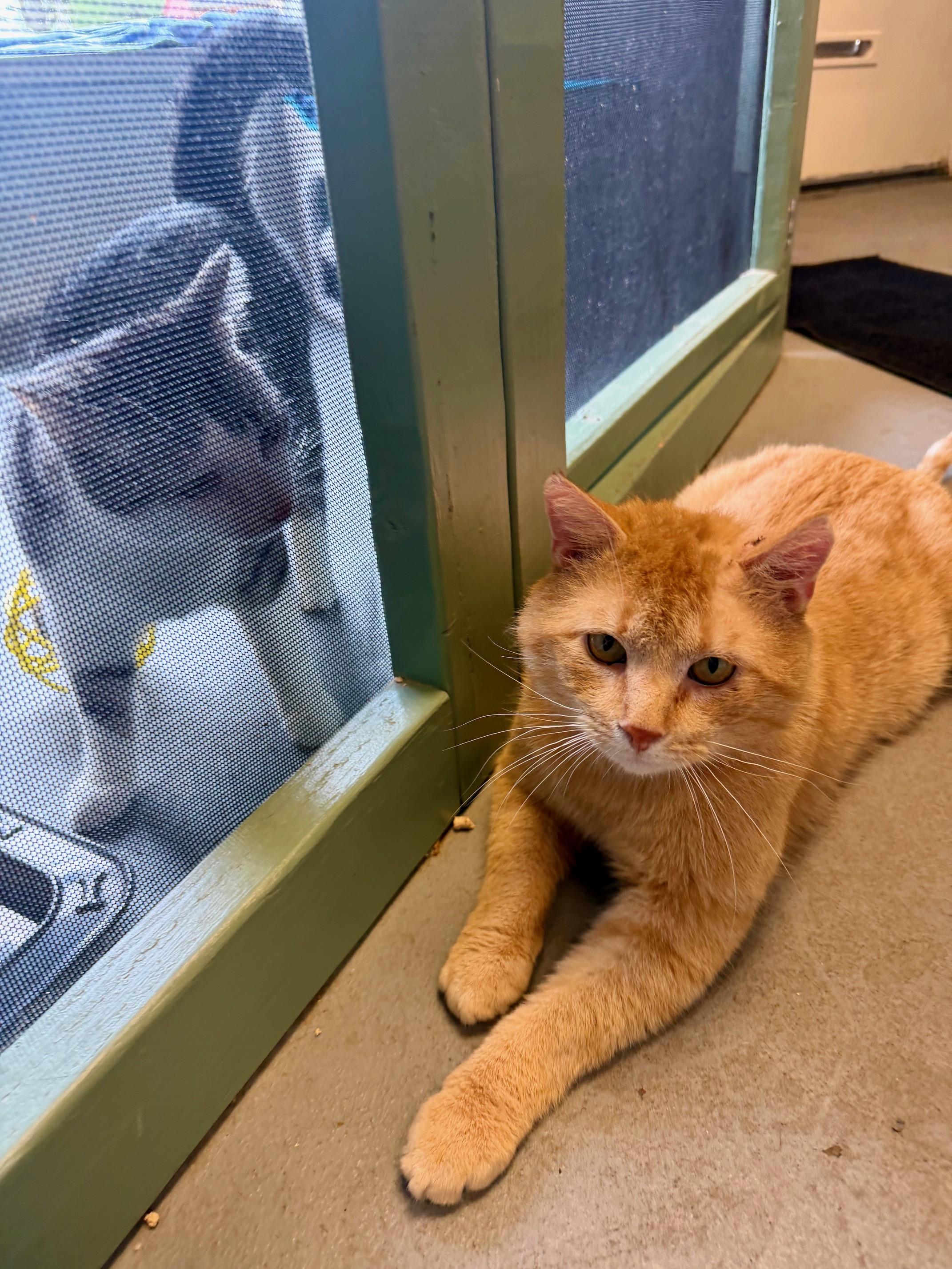 Patrick, a ADOPTABLE Domestic Short Hair in Oberlin, OH image 5/6
