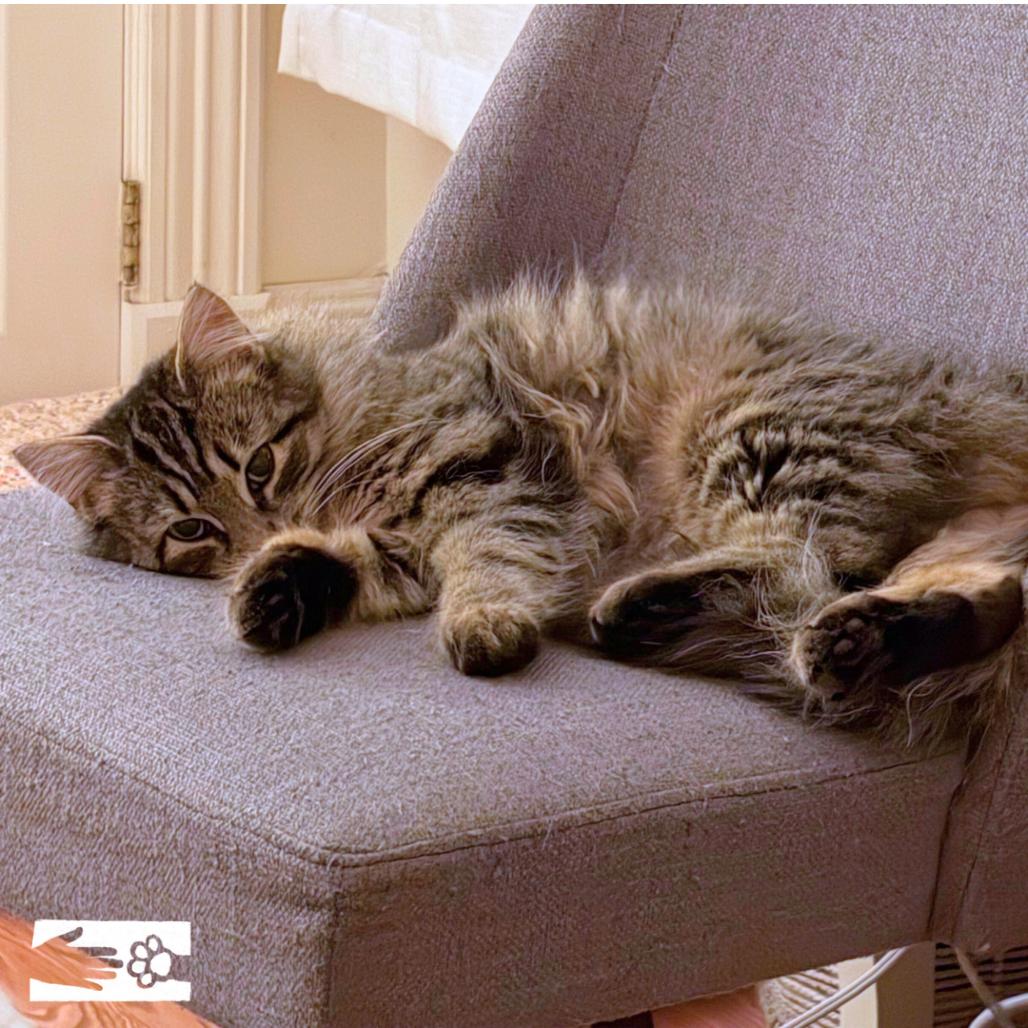 Praline - Available from Foster, Adoptable, Adult Female Domestic Short Hair.