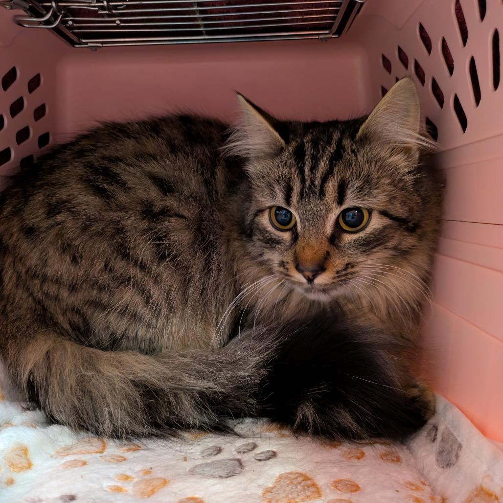 Enlarge Praline - Available from Foster, a Adoptable Domestic Short Hair in South Burlington, VT image 1/2