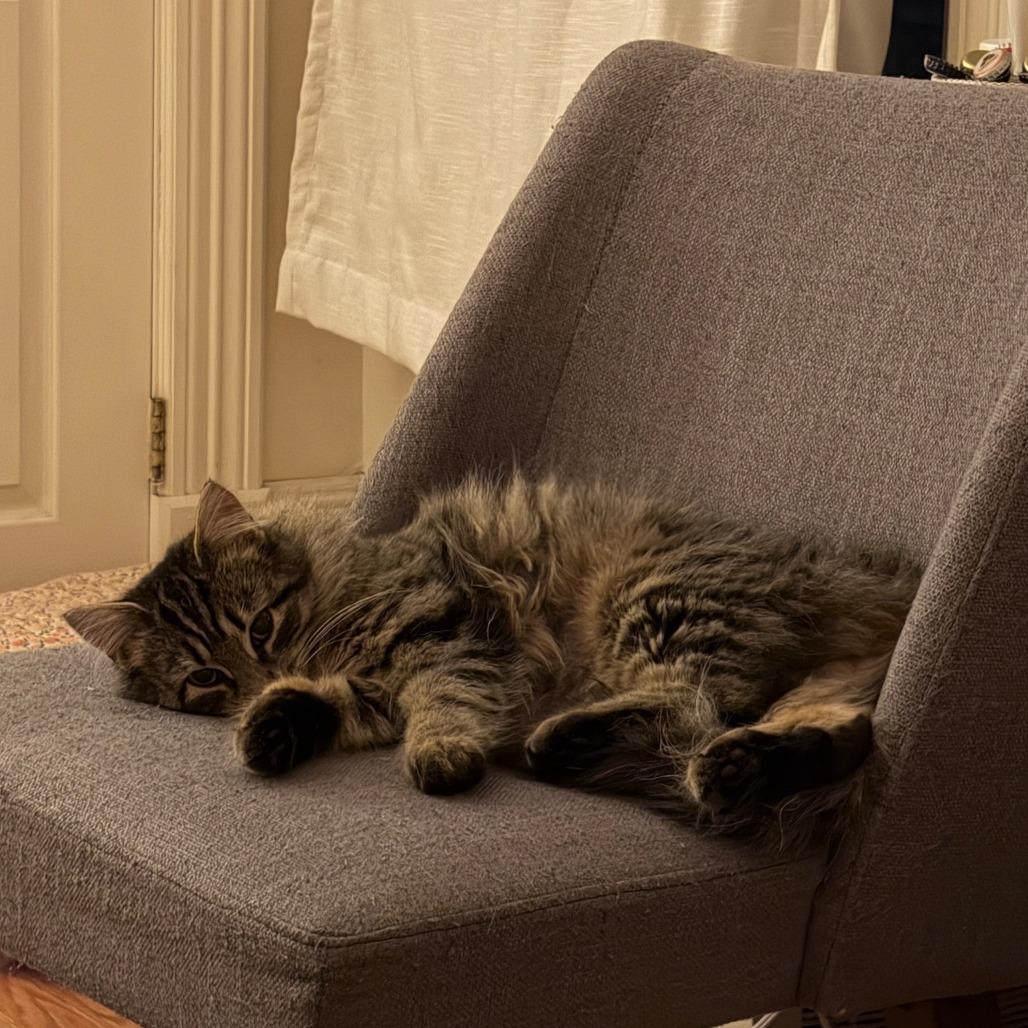 Enlarge Praline - Available from Foster, a Adoptable Domestic Short Hair in South Burlington, VT image 2/2