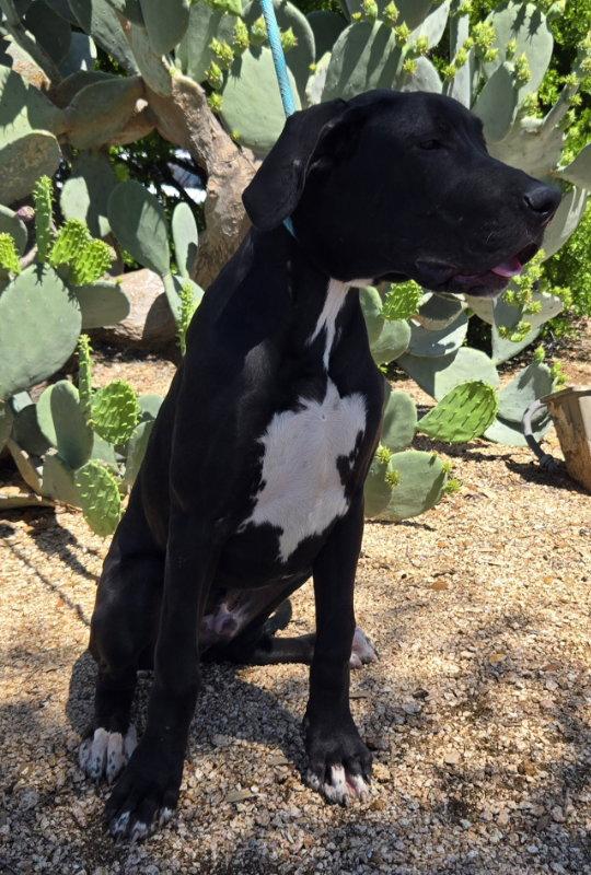 Enlarge Apollo, a Adopted Great Dane in Helotes, TX image 1/2
