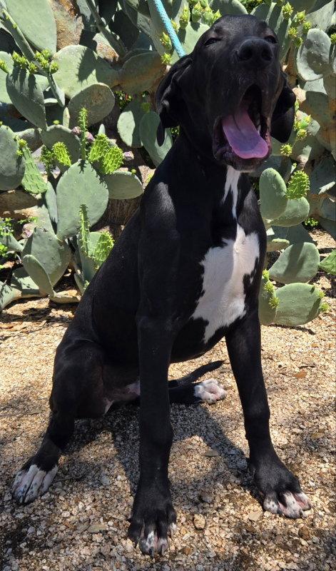 Enlarge Apollo, a Adopted Great Dane in Helotes, TX image 2/2