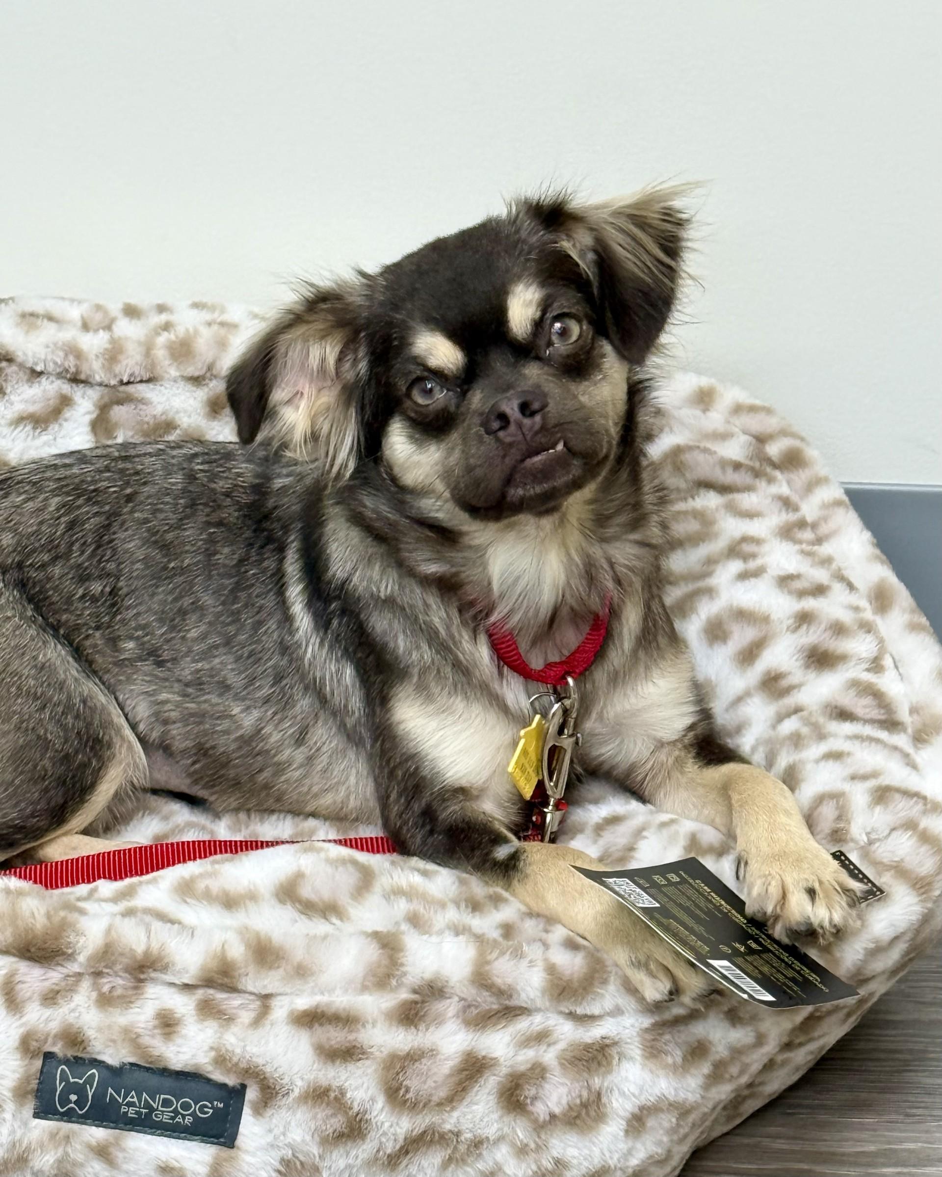 Enlarge Abbee, a Adoptable mixed breed in Los Alamitos, CA image 1/6