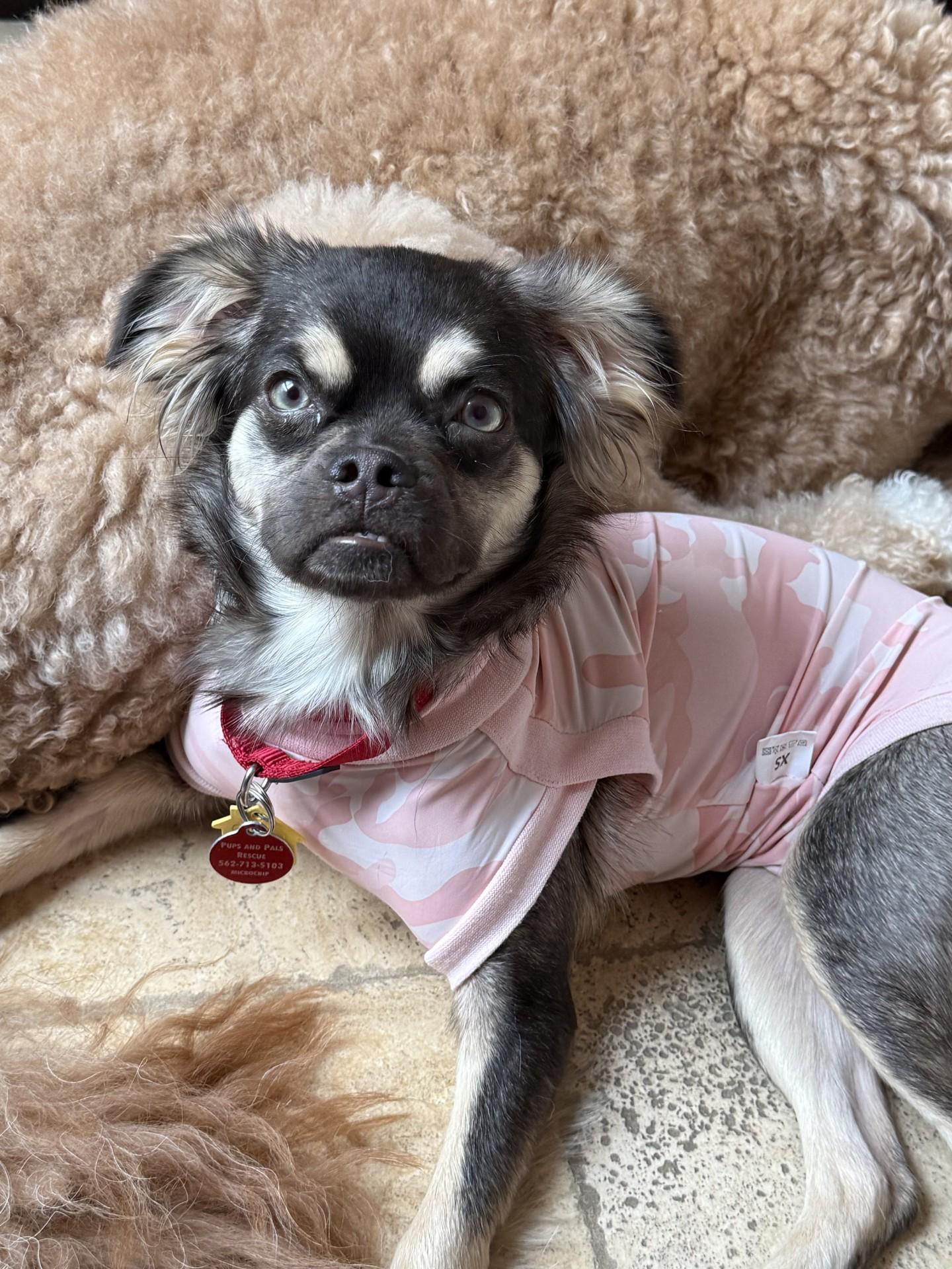 Enlarge Abbee, a Adoptable mixed breed in Los Alamitos, CA image 5/6