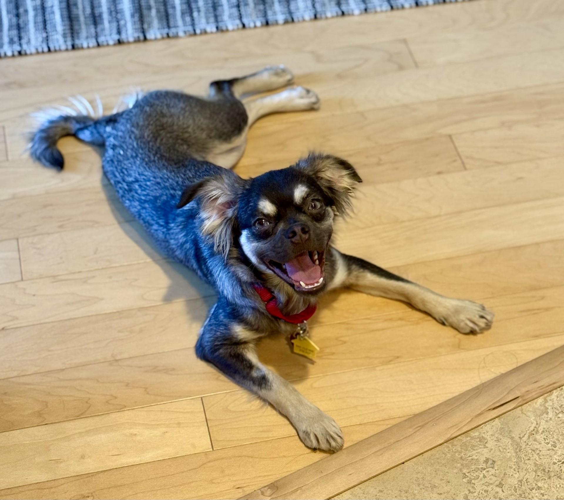 Enlarge Abbee, a Adoptable mixed breed in Los Alamitos, CA image 4/6