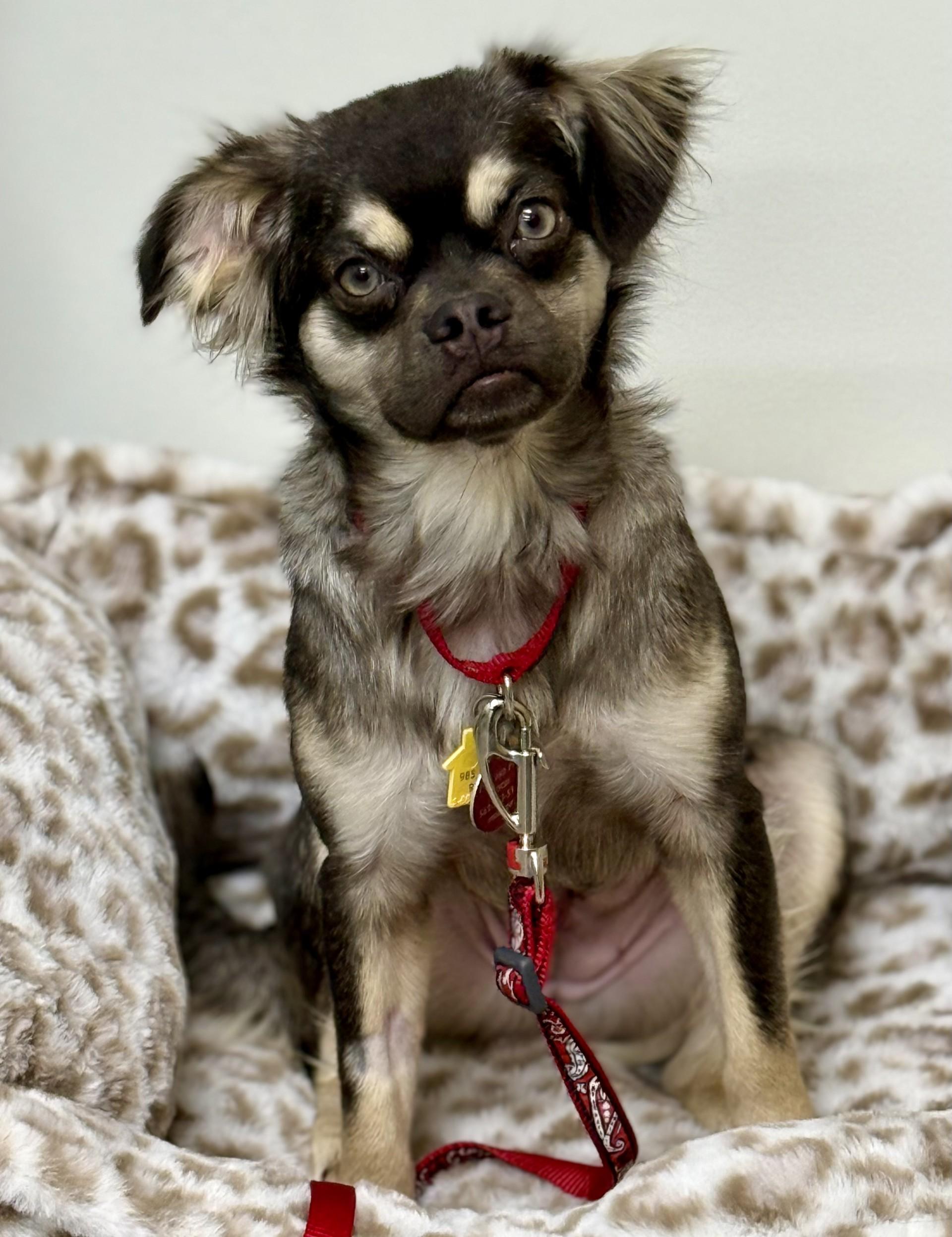 Enlarge Abbee, a Adoptable mixed breed in Los Alamitos, CA image 2/6