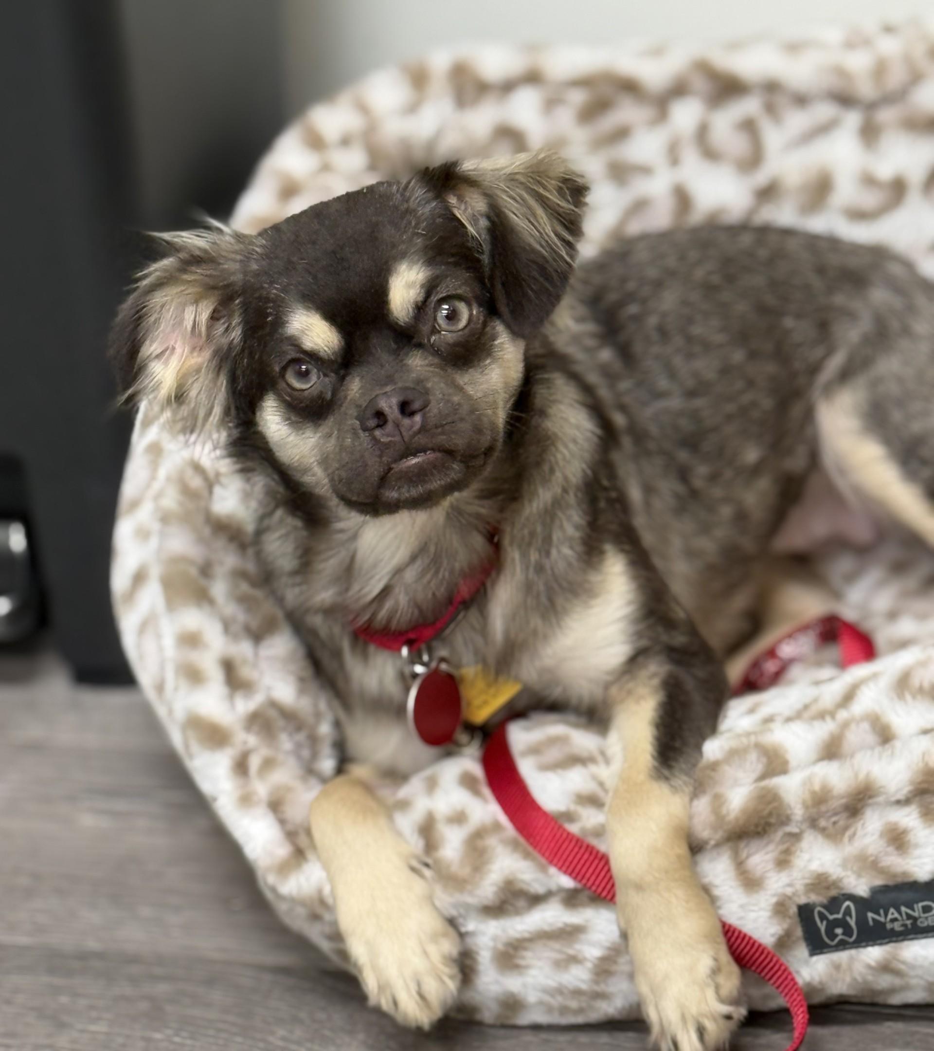 Enlarge Abbee, a Adoptable mixed breed in Los Alamitos, CA image 3/6