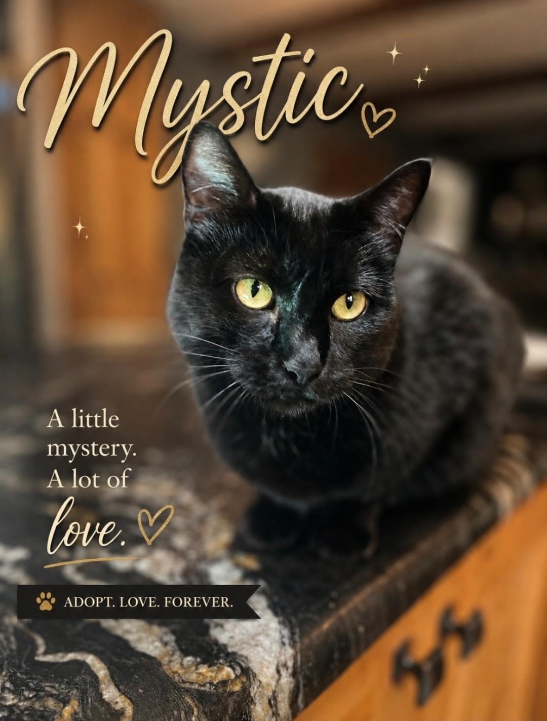 Mystic, ADOPTABLE, Young Female Domestic Short Hair.