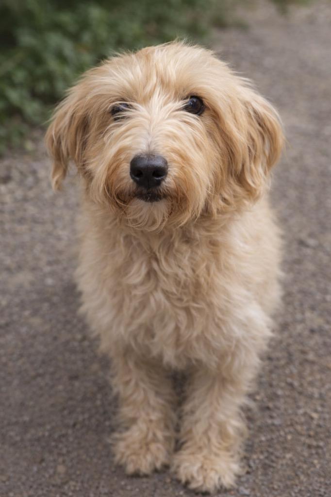Enlarge Garyldine, a Adopted mixed breed in Huntington, IN image 1/1